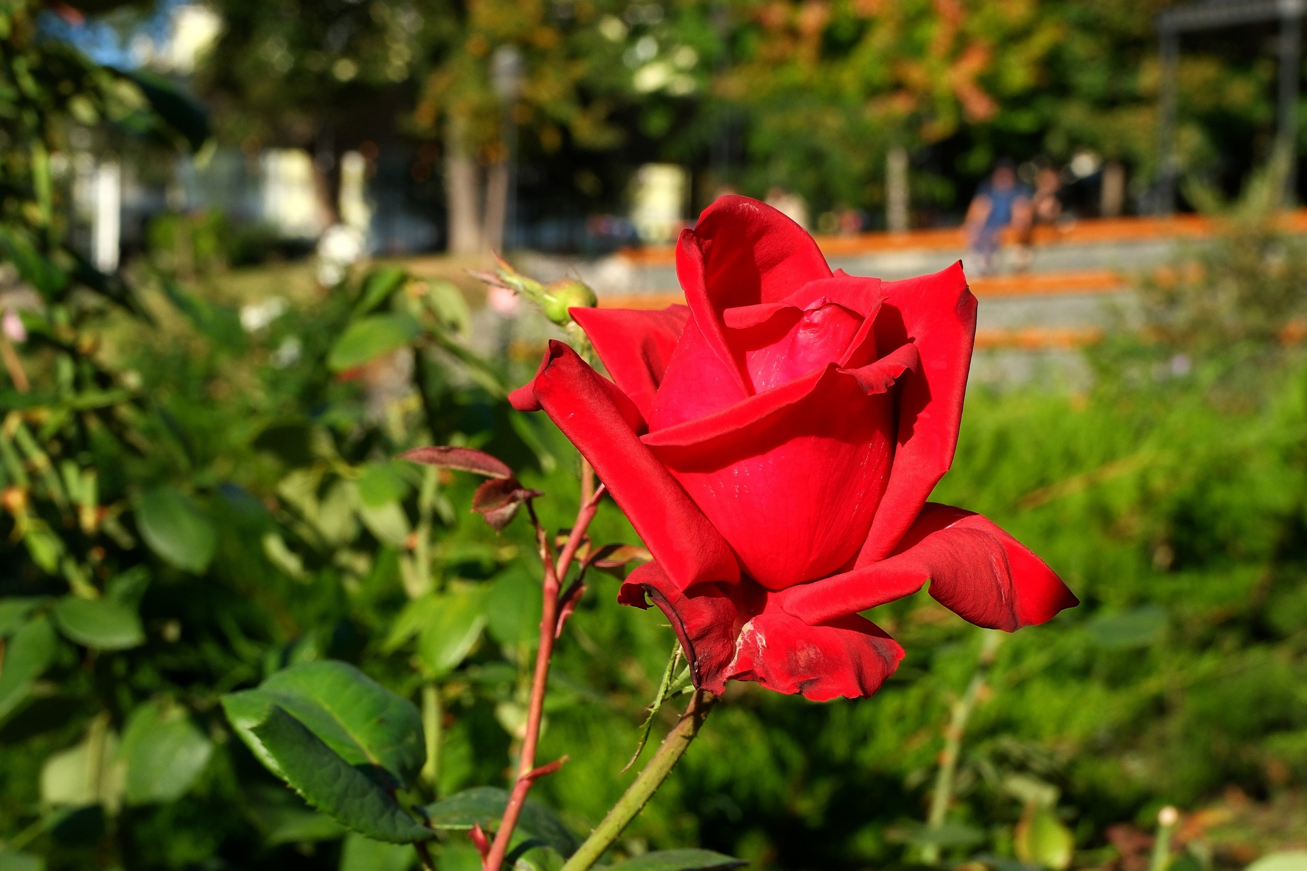 Улица, люди, жизнь…