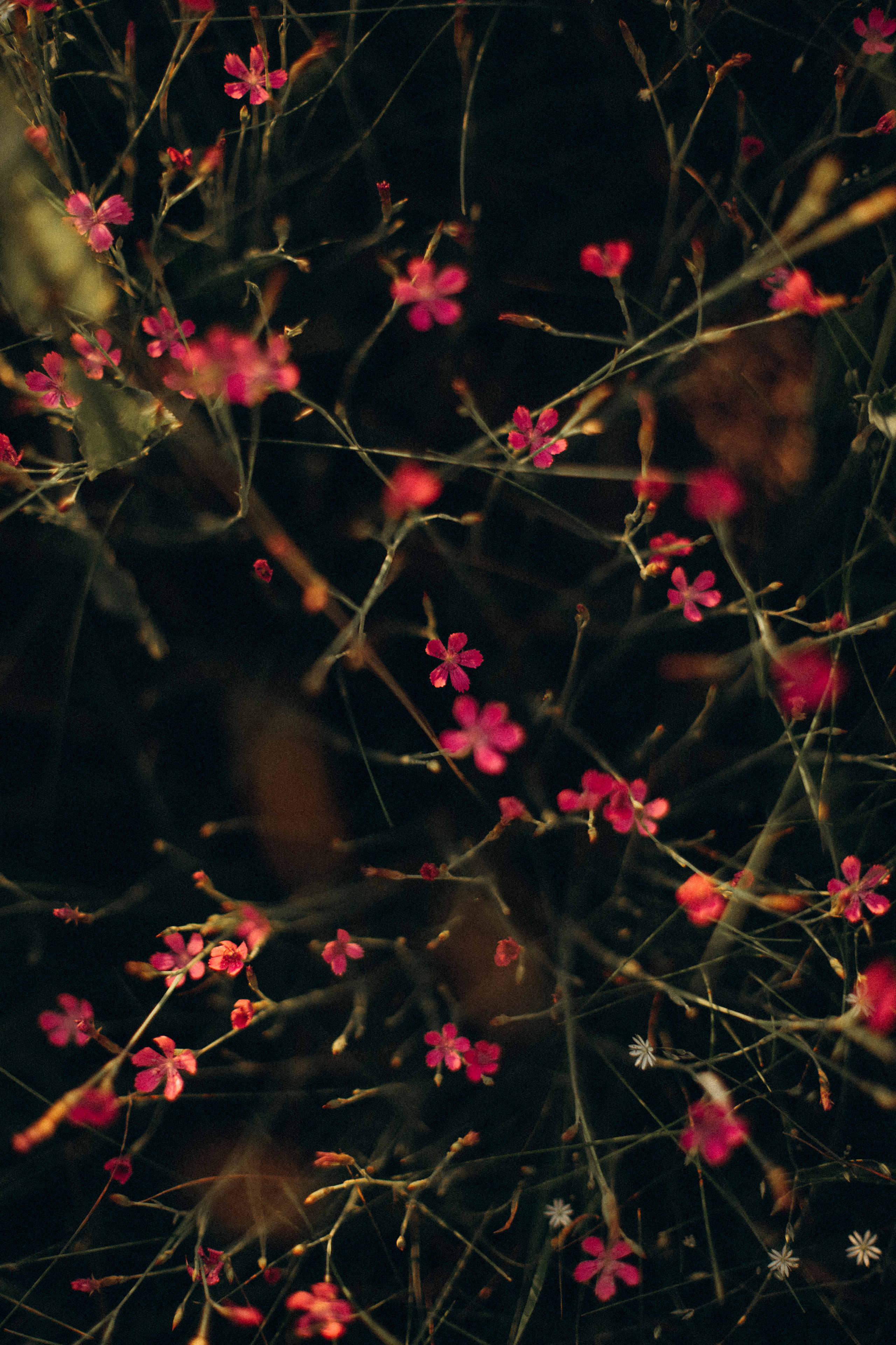 Портрет. Семейный фотограф в Минске и РБ Стеликова Анна