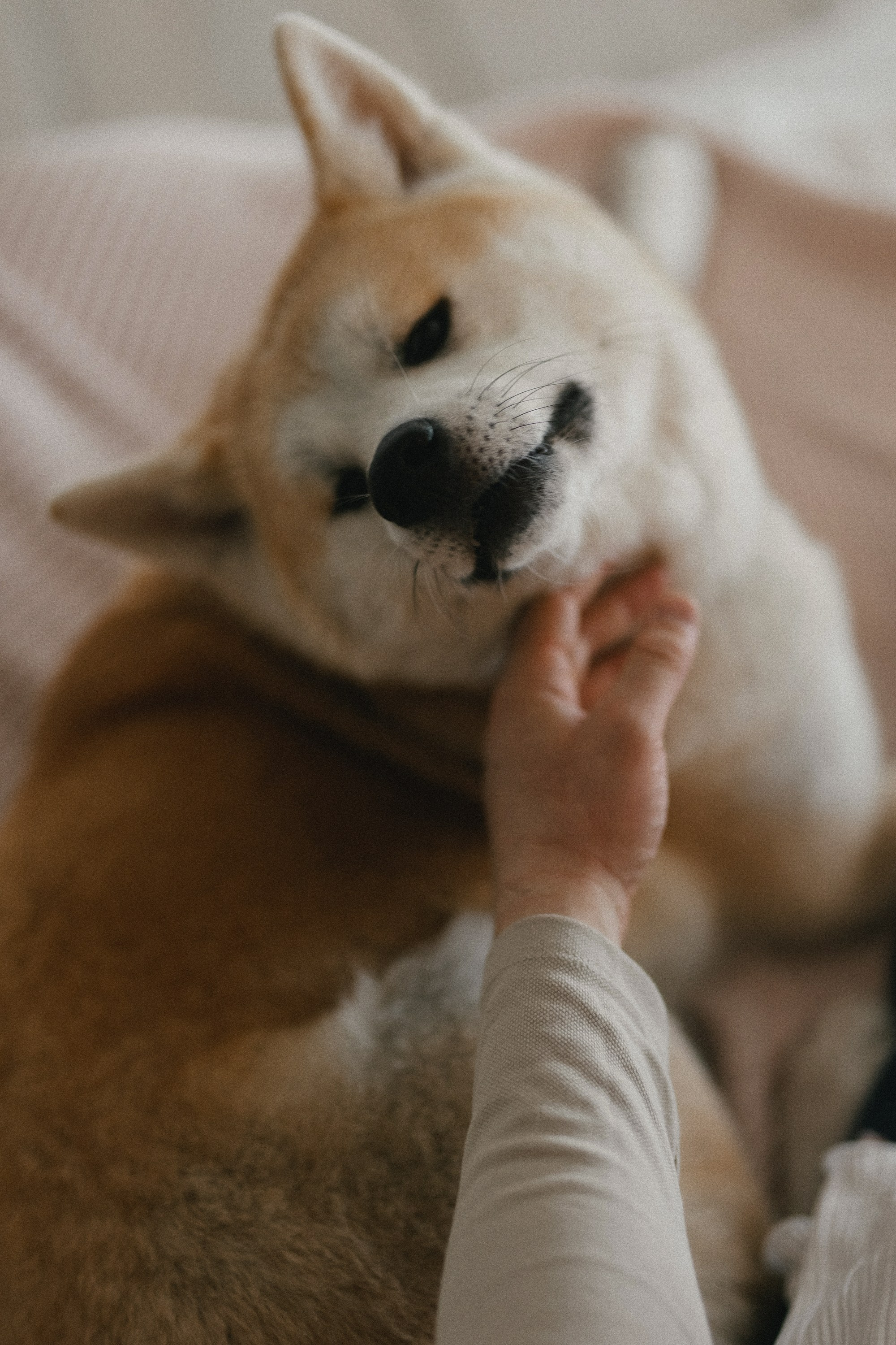 «ЖДЕМ СВОЕГО ЛУЧШЕГО ДРУГА». Maria Startseva Photo