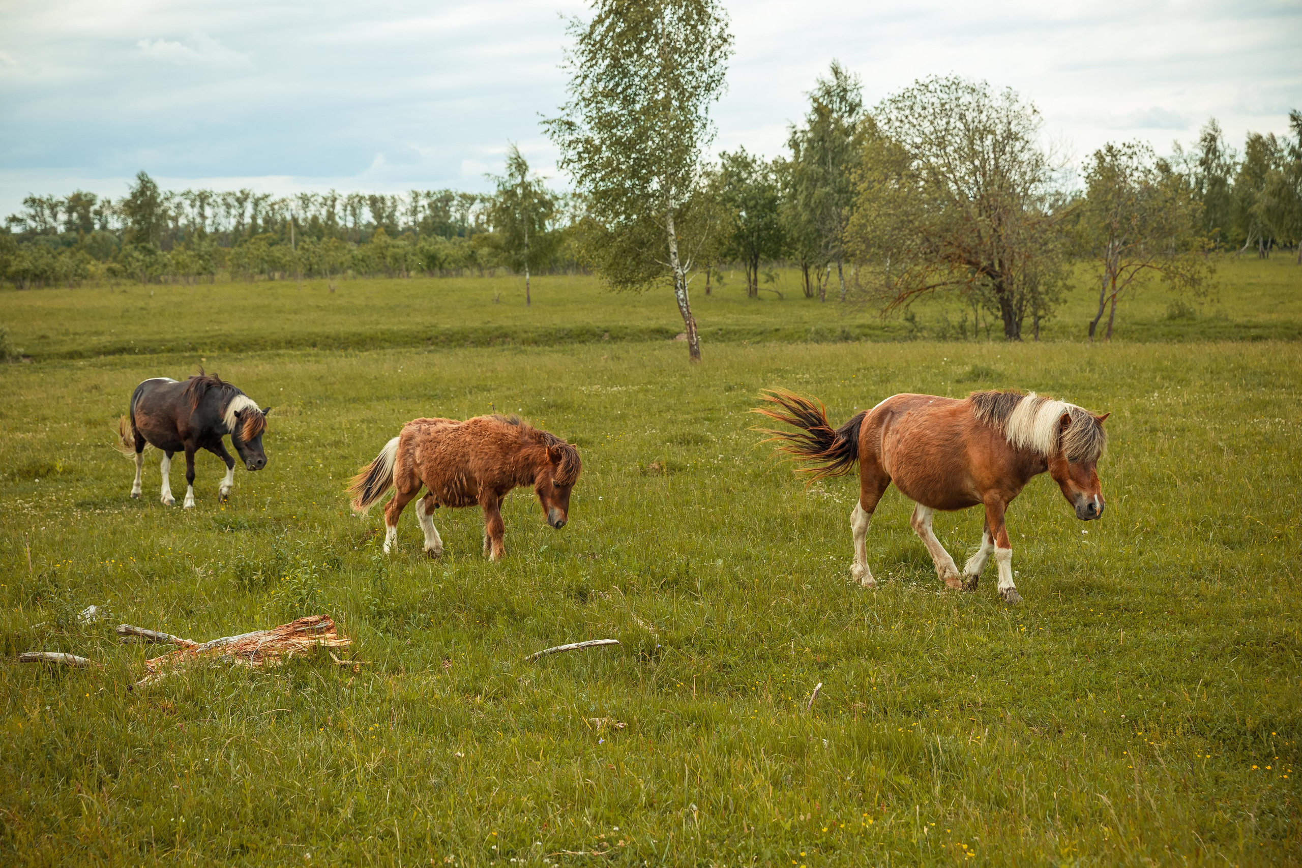 Деревенский пианист. Фотограф Виталий Верескун. Козельск-Калуга