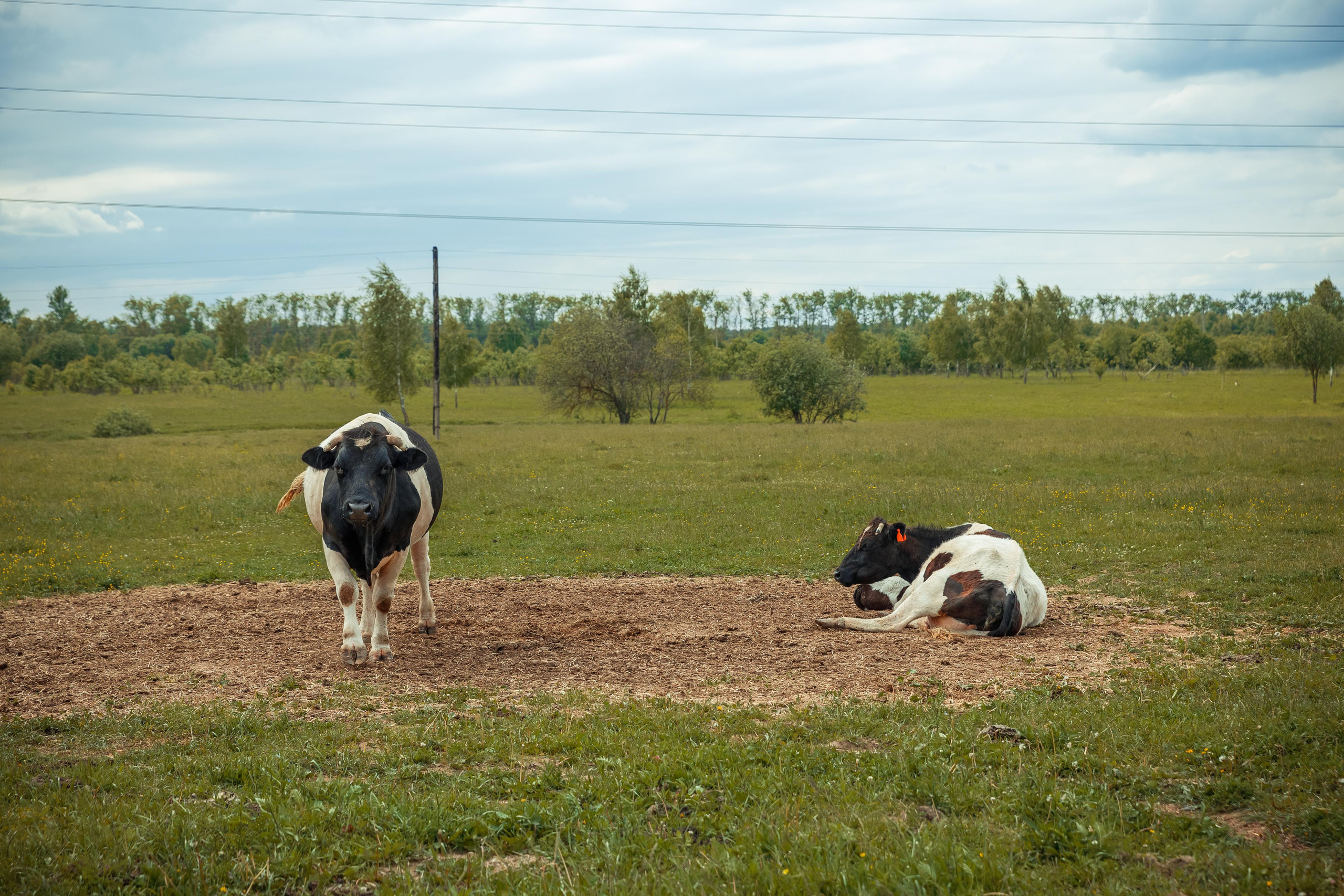 Деревенский пианист. Фотограф Виталий Верескун. Козельск-Калуга