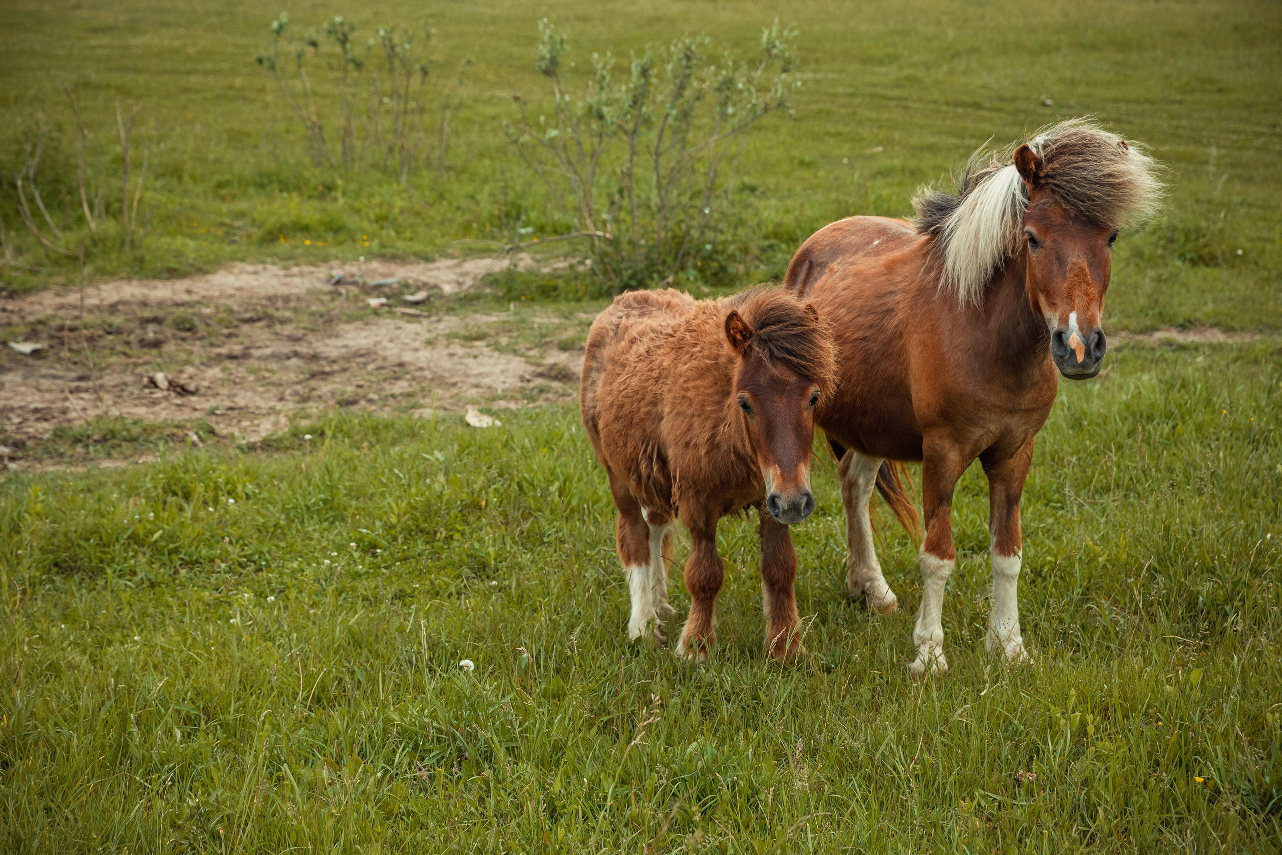 Деревенский пианист. Фотограф Виталий Верескун. Козельск-Калуга