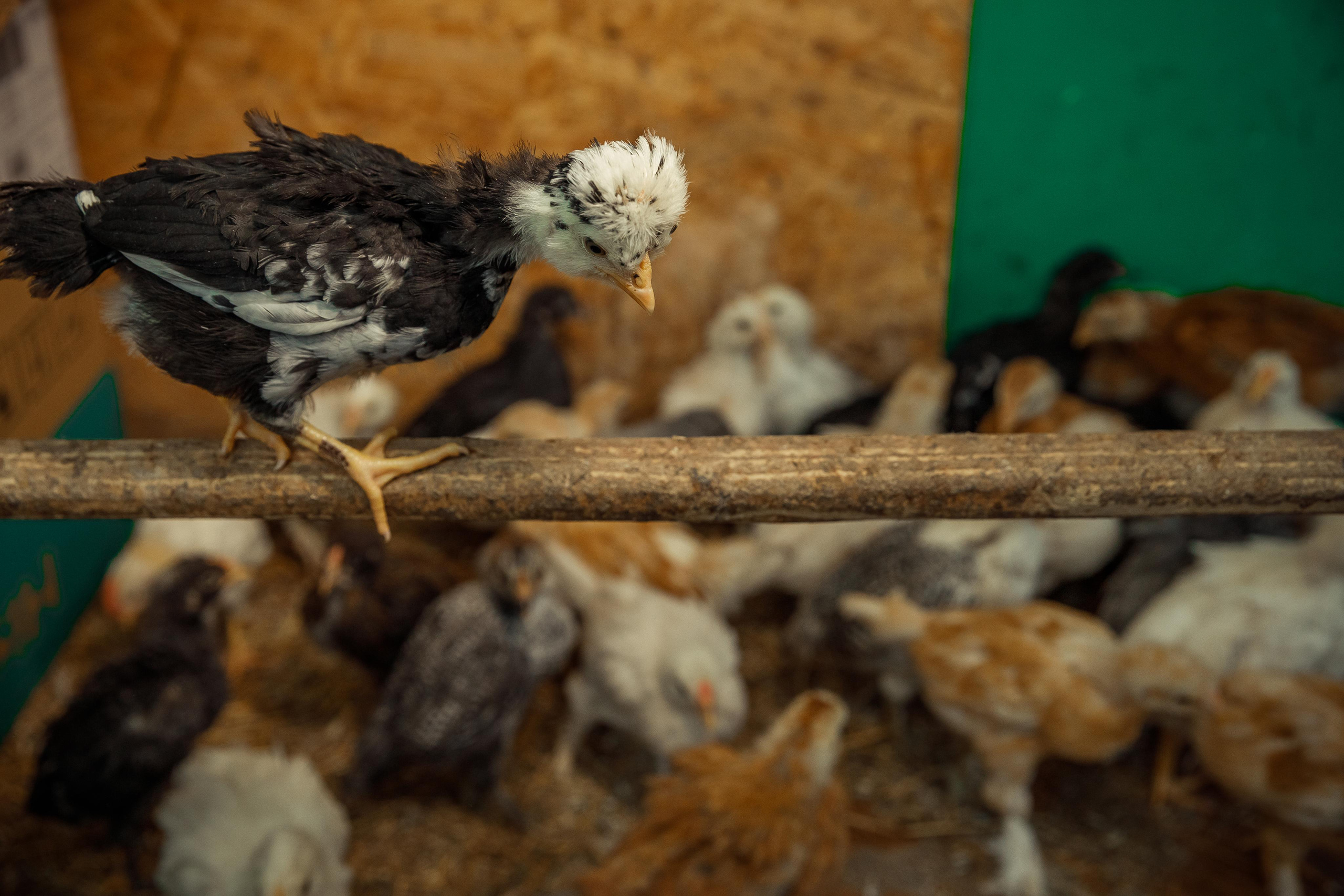 Василискин двор. Фотограф Виталий Верескун. Козельск-Калуга