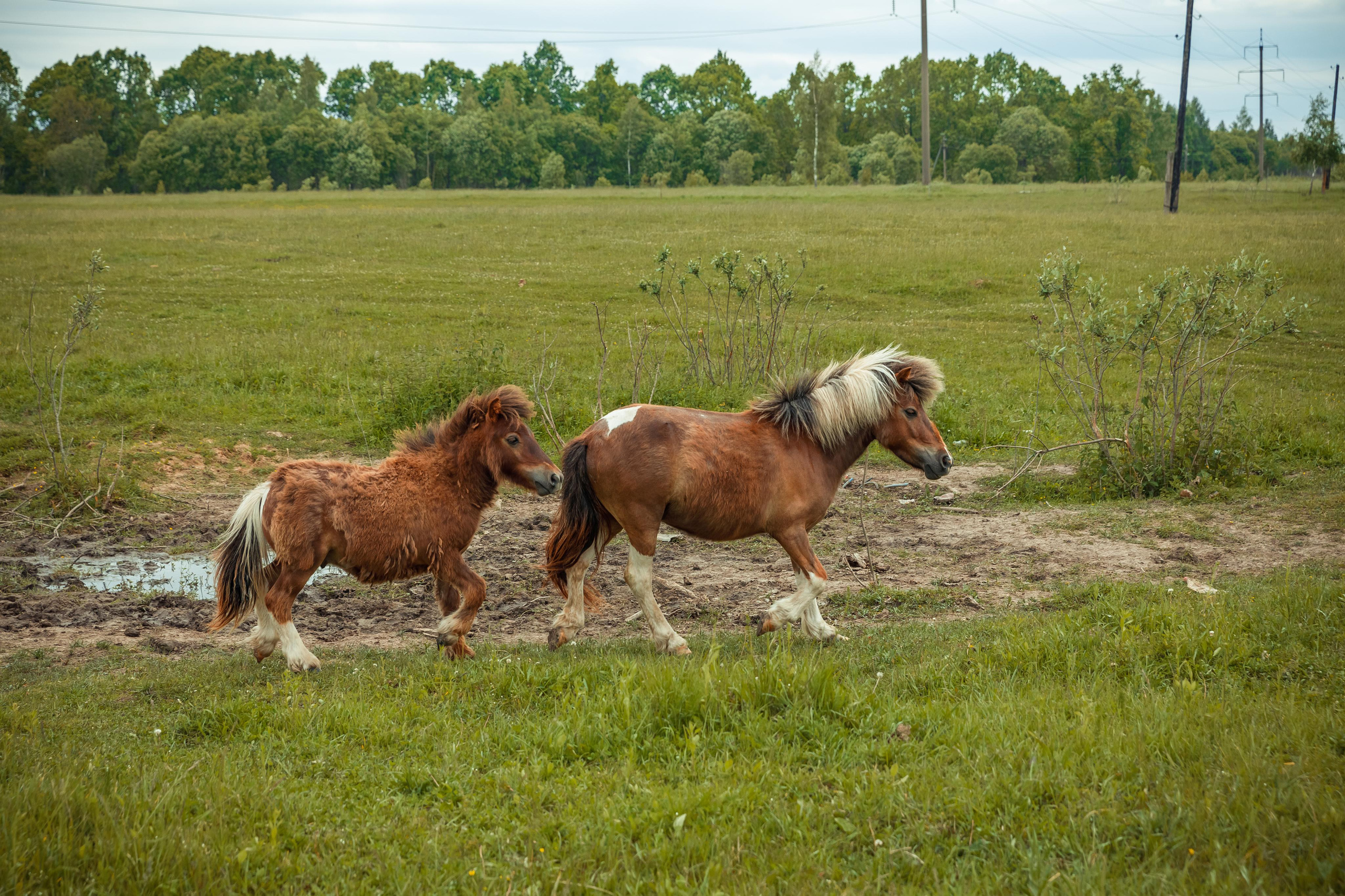 Деревенский пианист. Фотограф Виталий Верескун. Козельск-Калуга