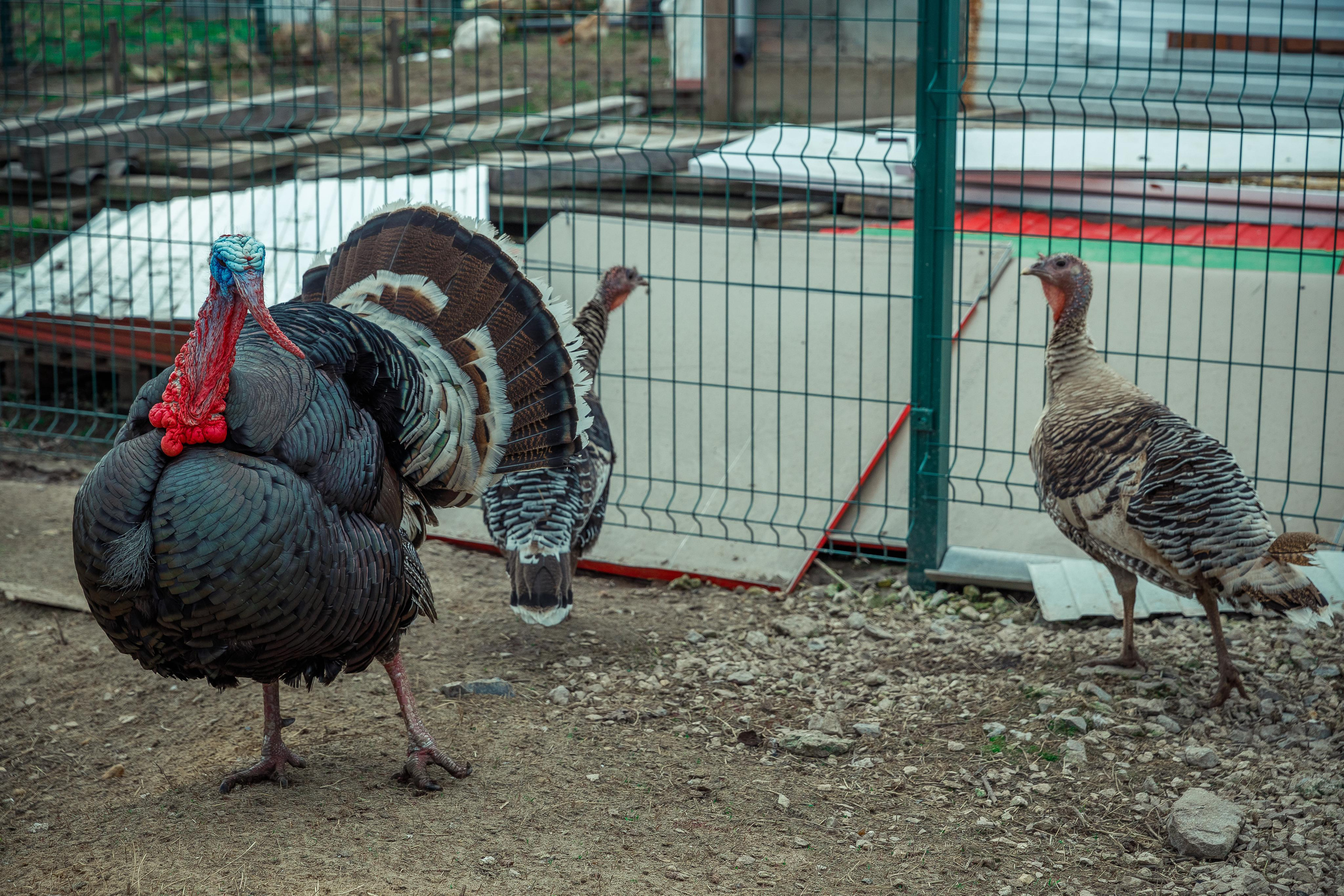 Василискин двор. Фотограф Виталий Верескун. Козельск-Калуга