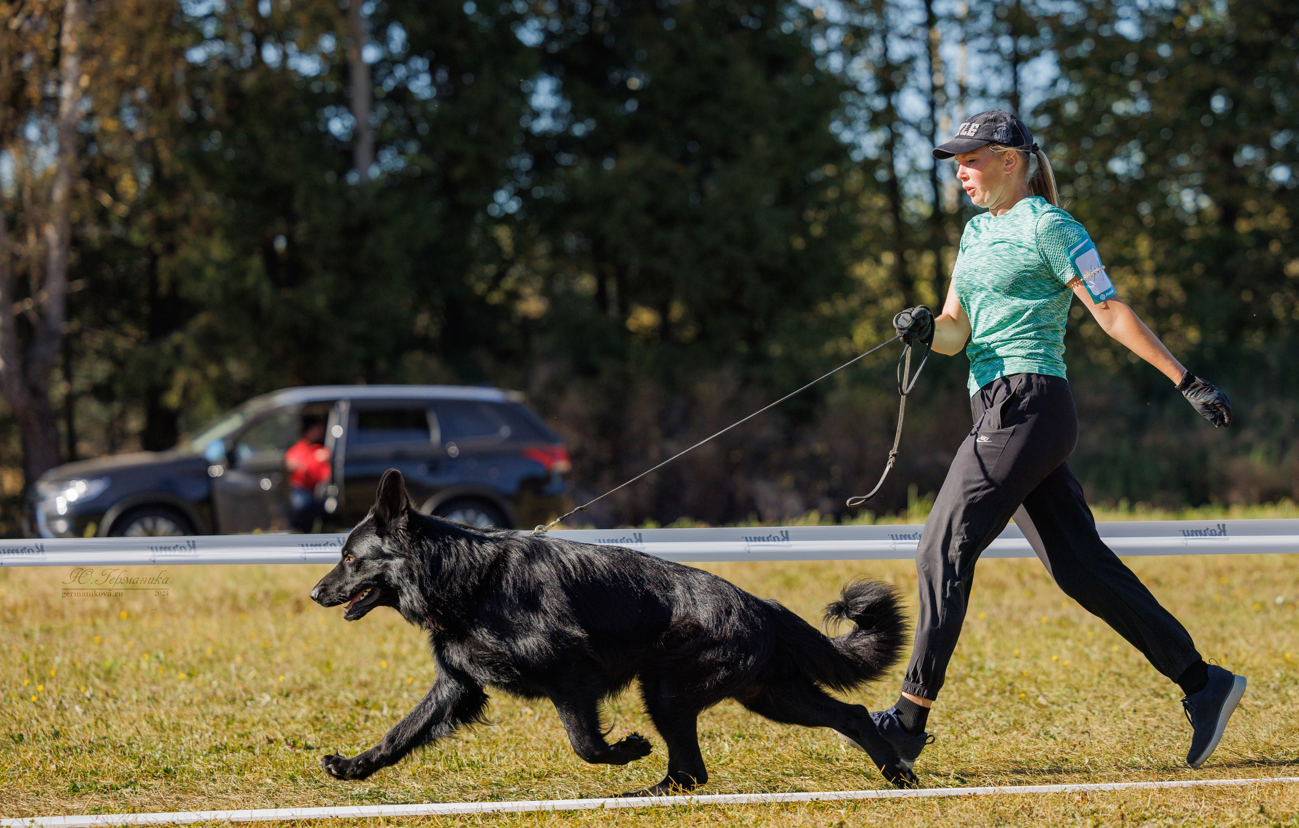 Тверь немецкие овчарки 22.09.2024. Фотограф-анималист Юлия Германика