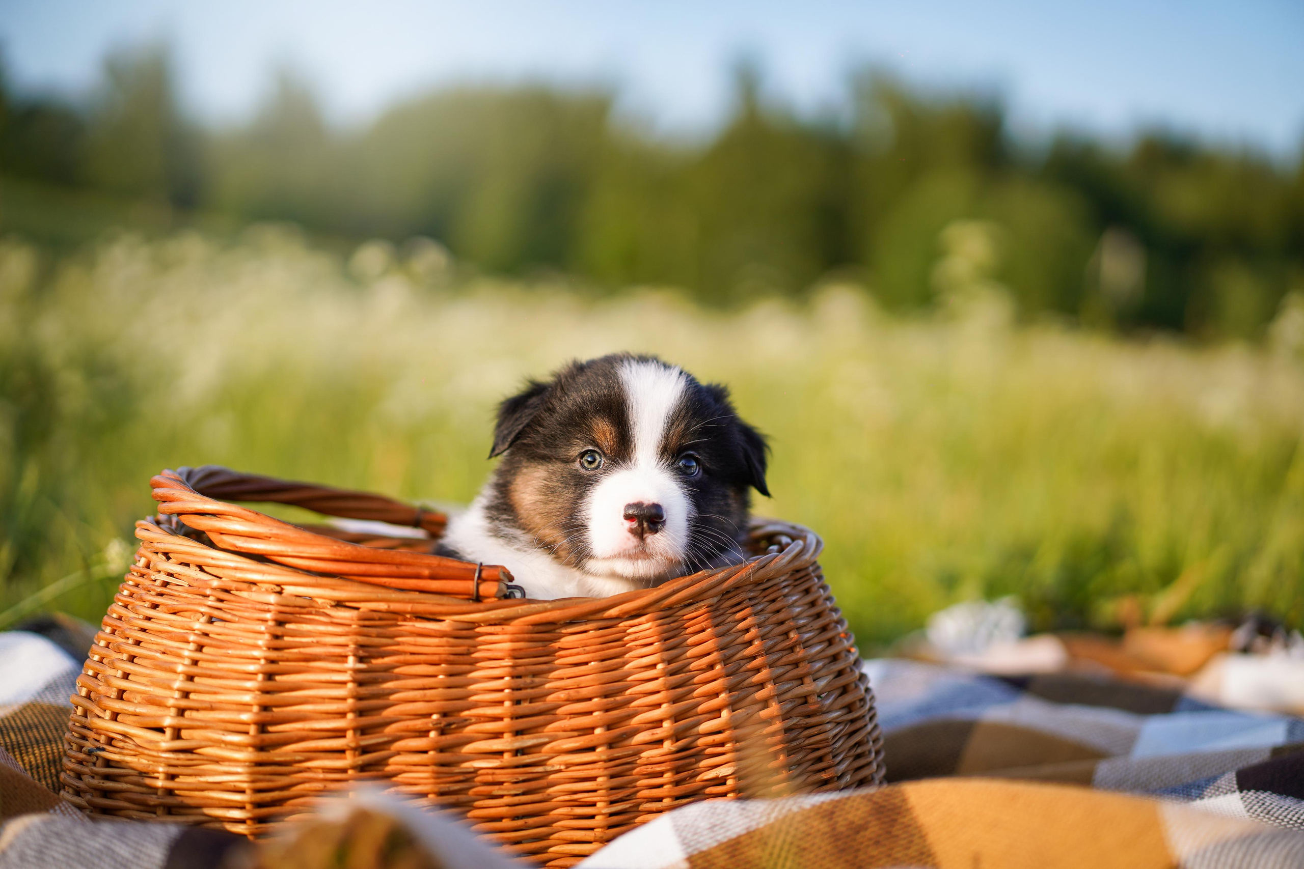 Щенки аусси. Фотограф-анималист в Санкт-Петербурге Яна Мартынова