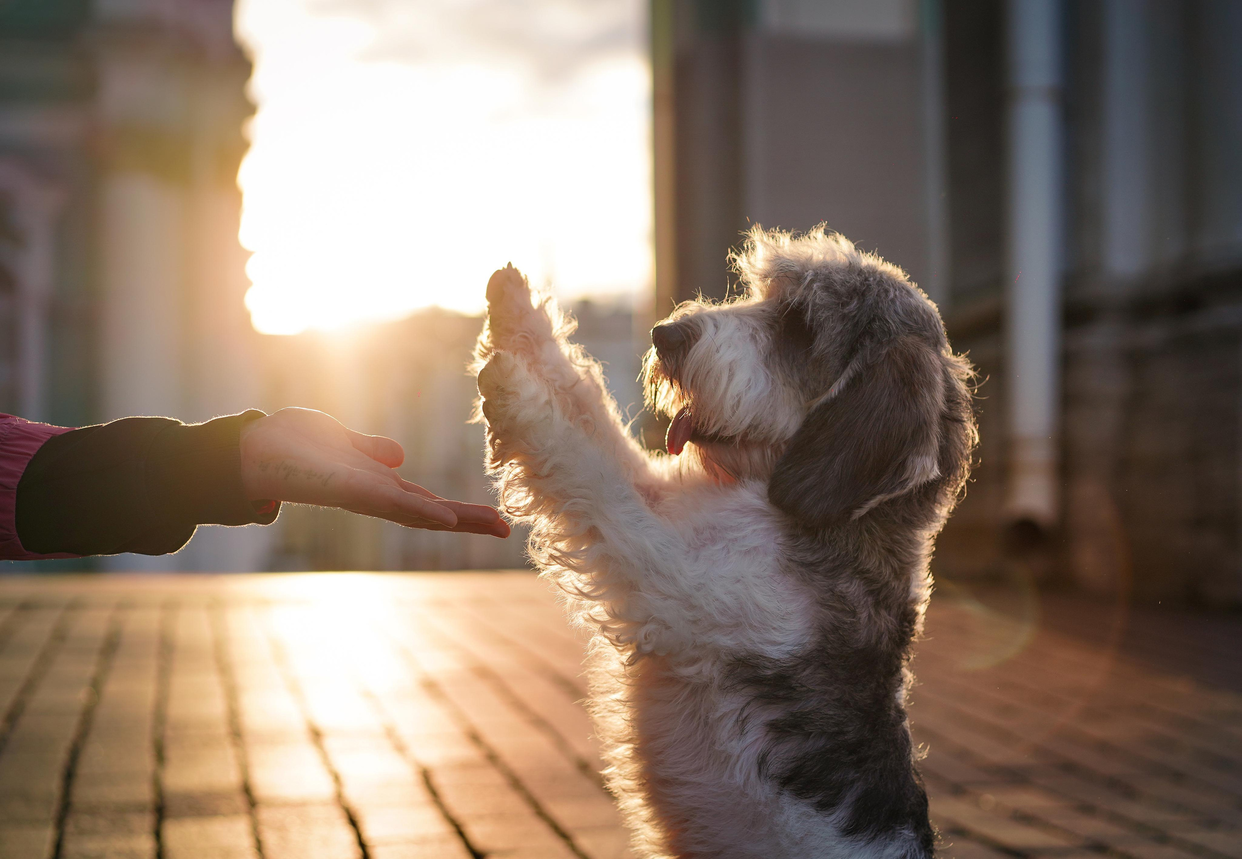 Мона центр. Фотограф-анималист в Санкт-Петербурге Яна Мартынова