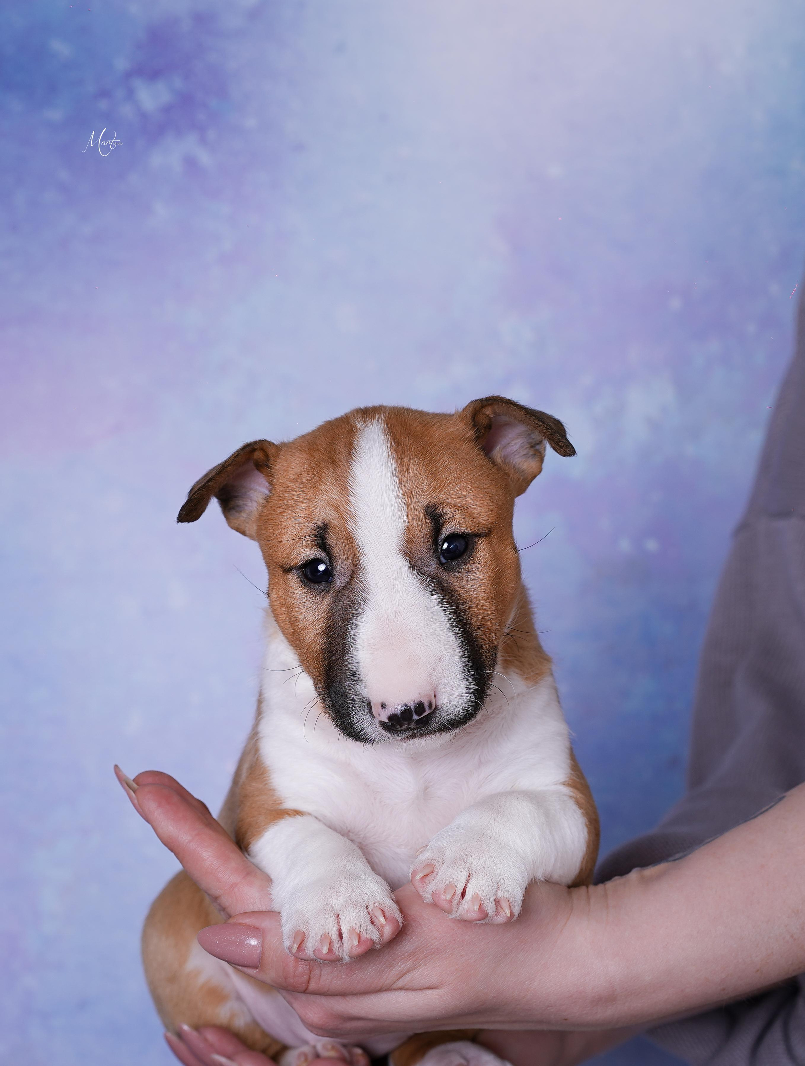 Щенки минибуля. Фотограф-анималист в Санкт-Петербурге Яна Мартынова