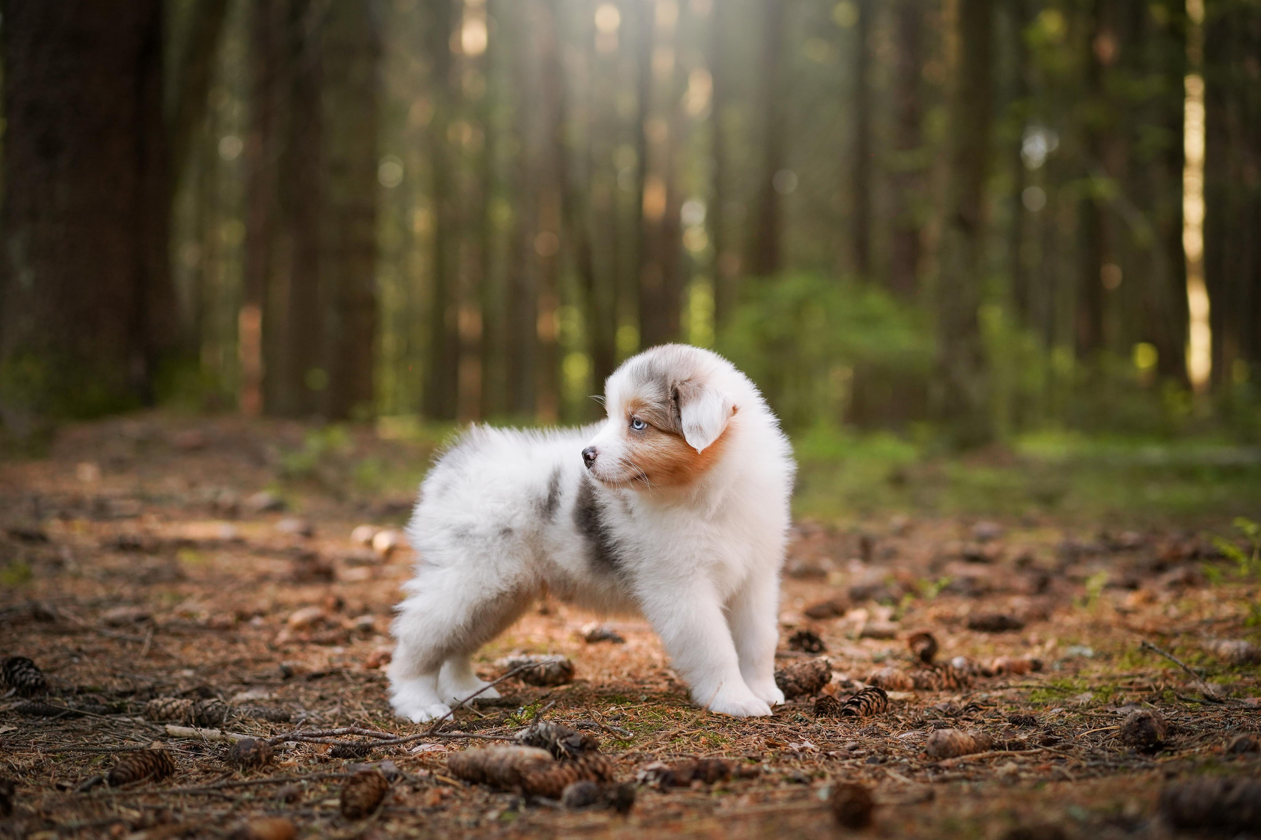 Щенки австралийской овчарки. Фотограф-анималист в Санкт-Петербурге Яна Мартынова