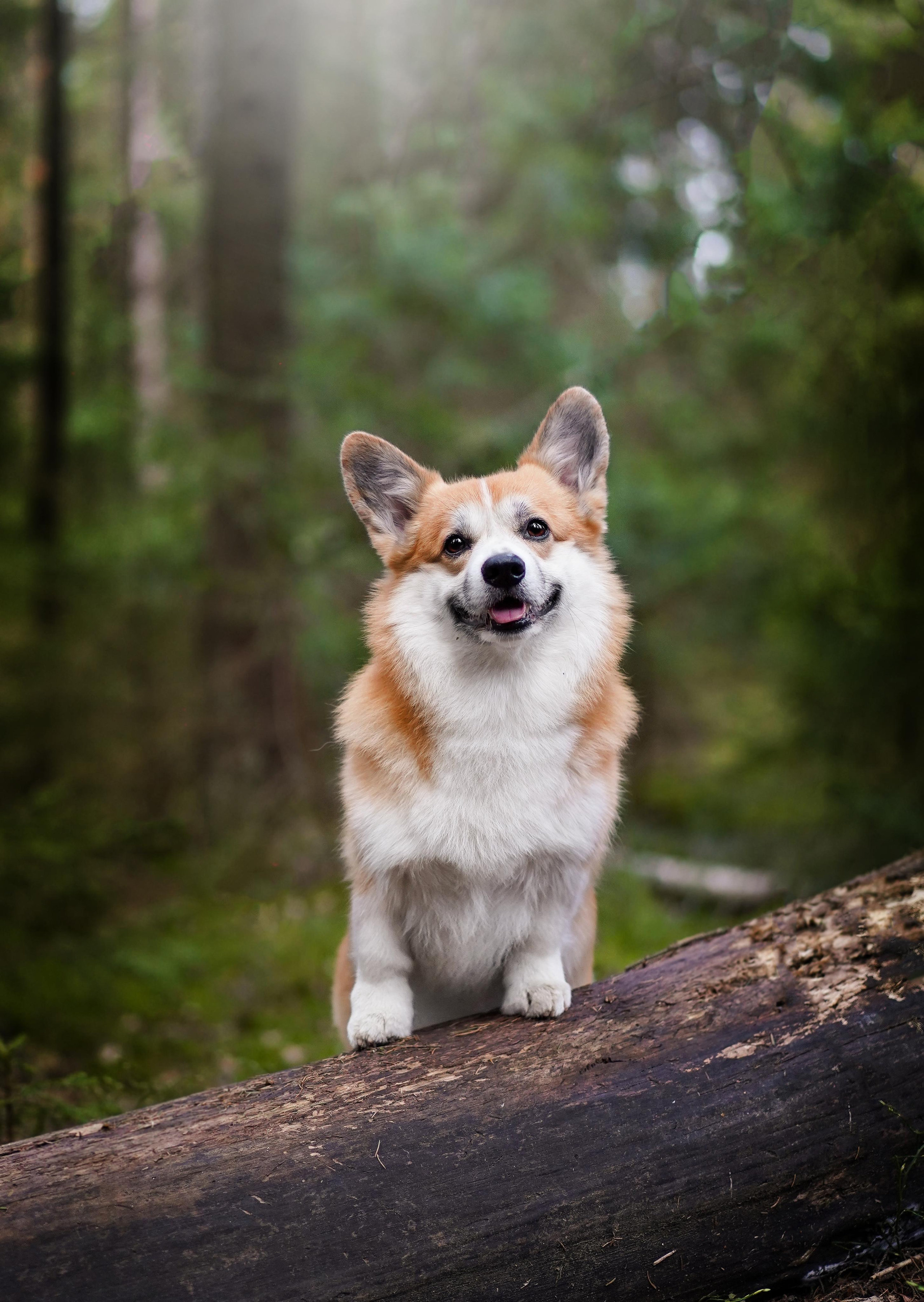 Катя и Рокки. Фотограф-анималист в Санкт-Петербурге Яна Мартынова