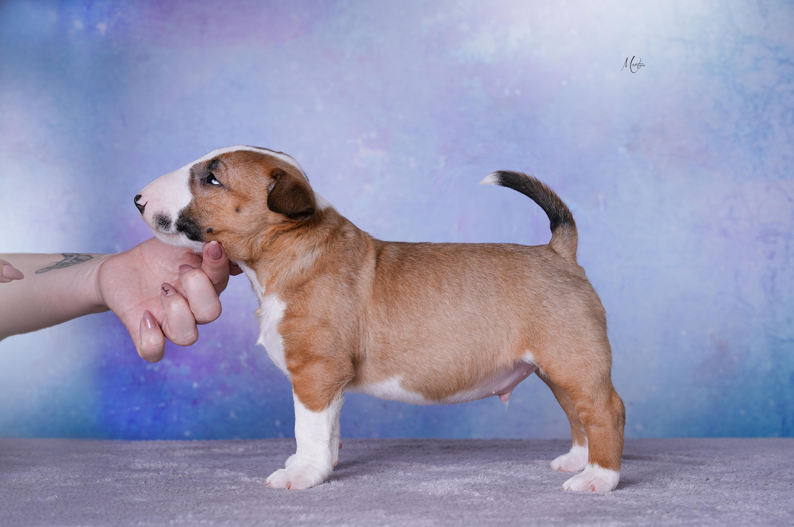Щенки минибуля. Фотограф-анималист в Санкт-Петербурге Яна Мартынова
