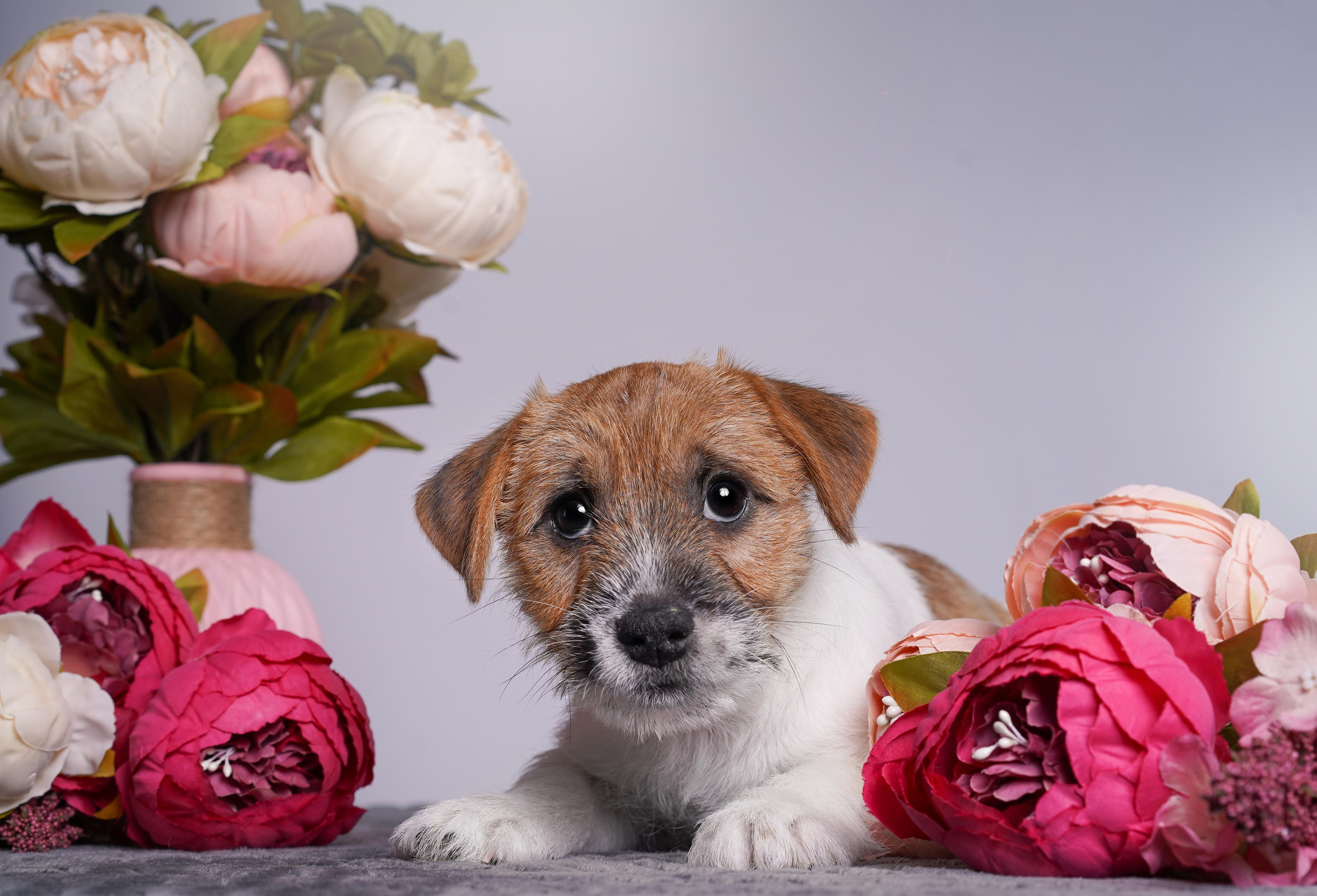 Щенки джек рассел терьера. Фотограф-анималист в Санкт-Петербурге Яна Мартынова