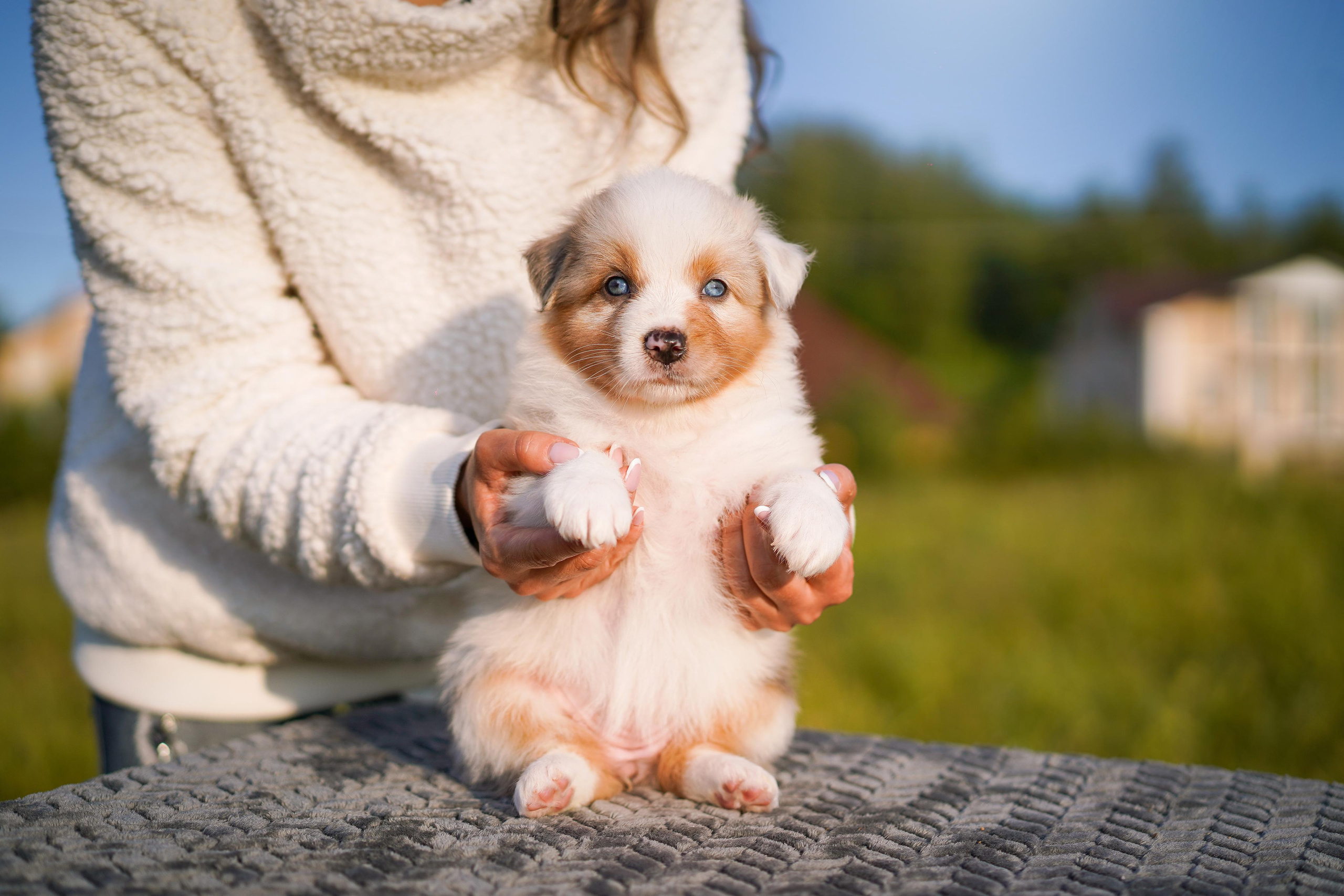 Щенки аусси. Фотограф-анималист в Санкт-Петербурге Яна Мартынова