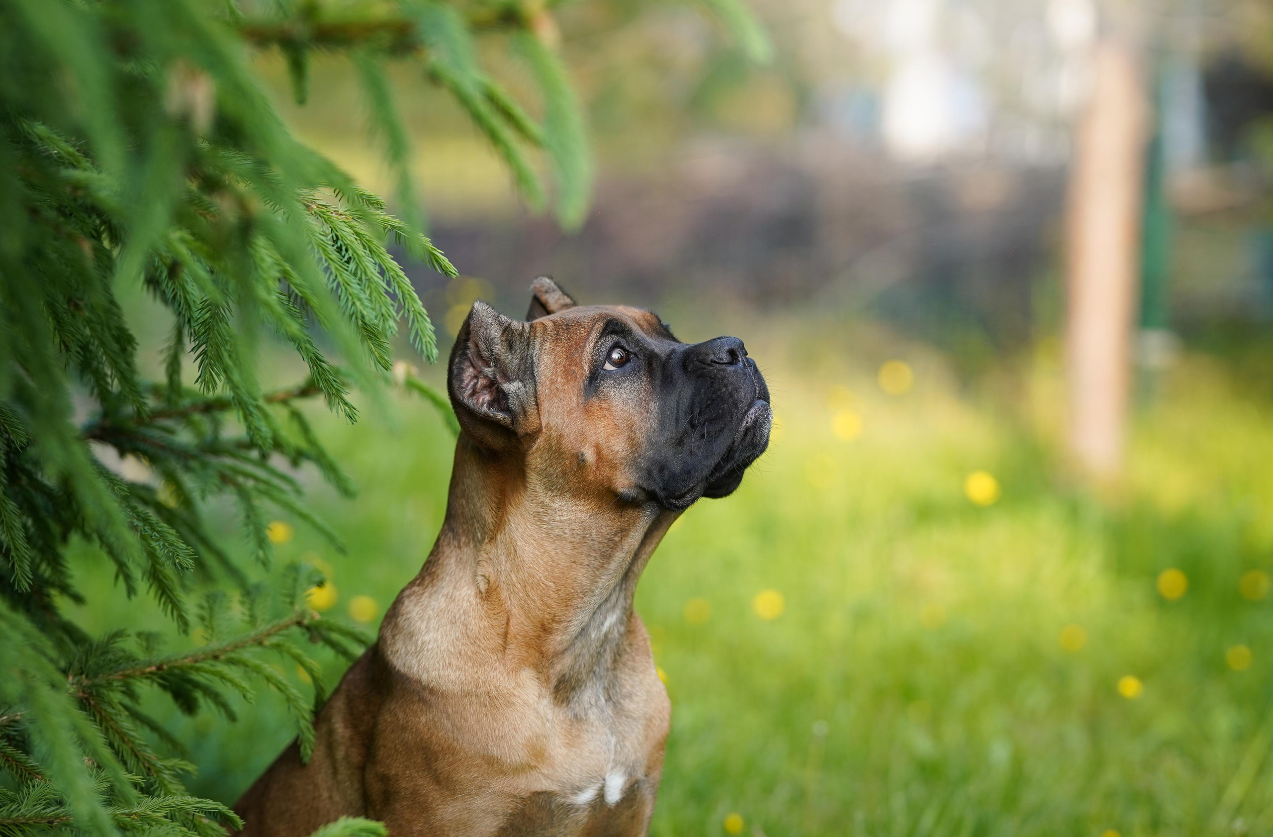 Злата, Луна, Сима и ребята. Фотограф-анималист в Санкт-Петербурге Яна Мартынова