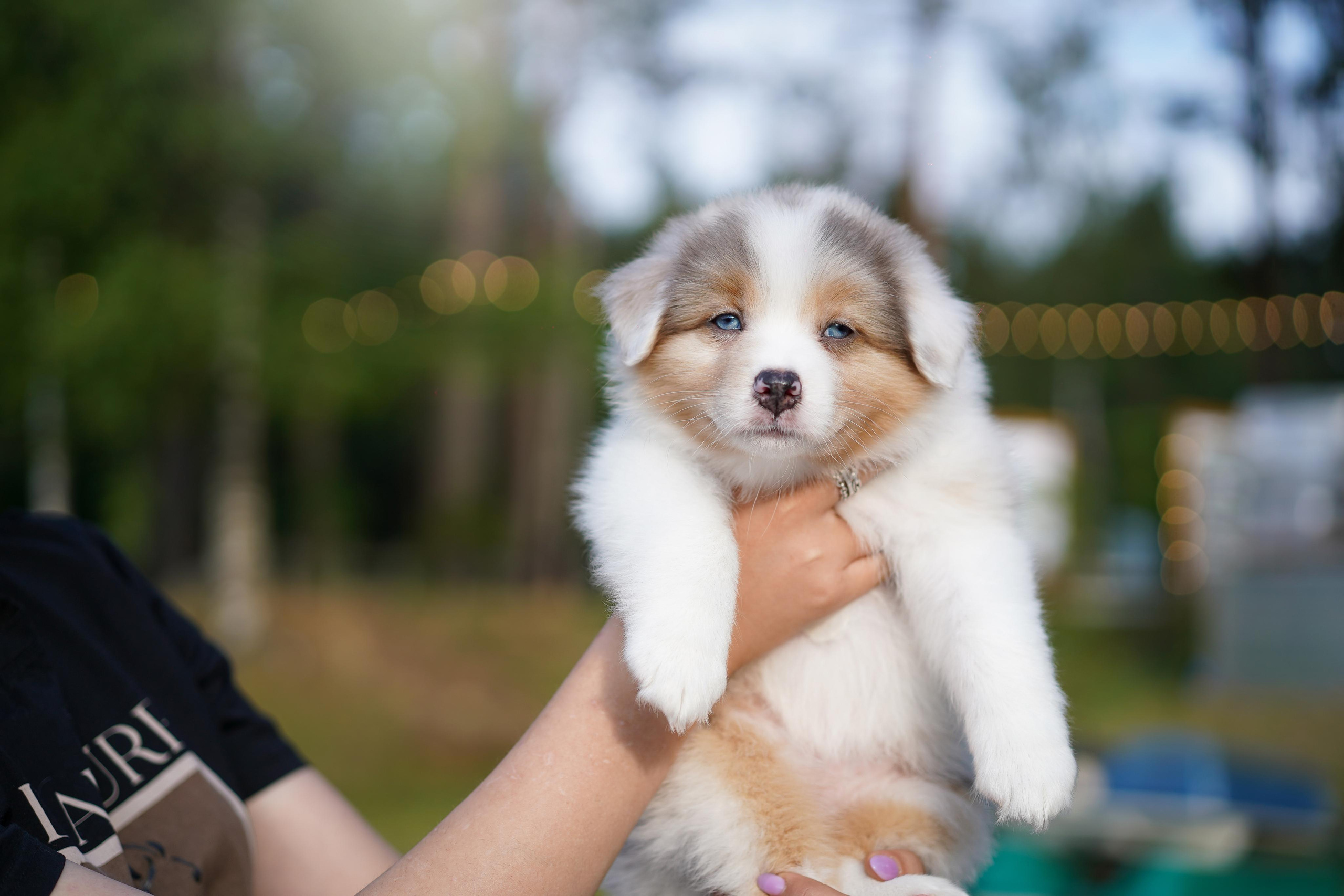 Щенки австралийской овчарки. Фотограф-анималист в Санкт-Петербурге Яна Мартынова