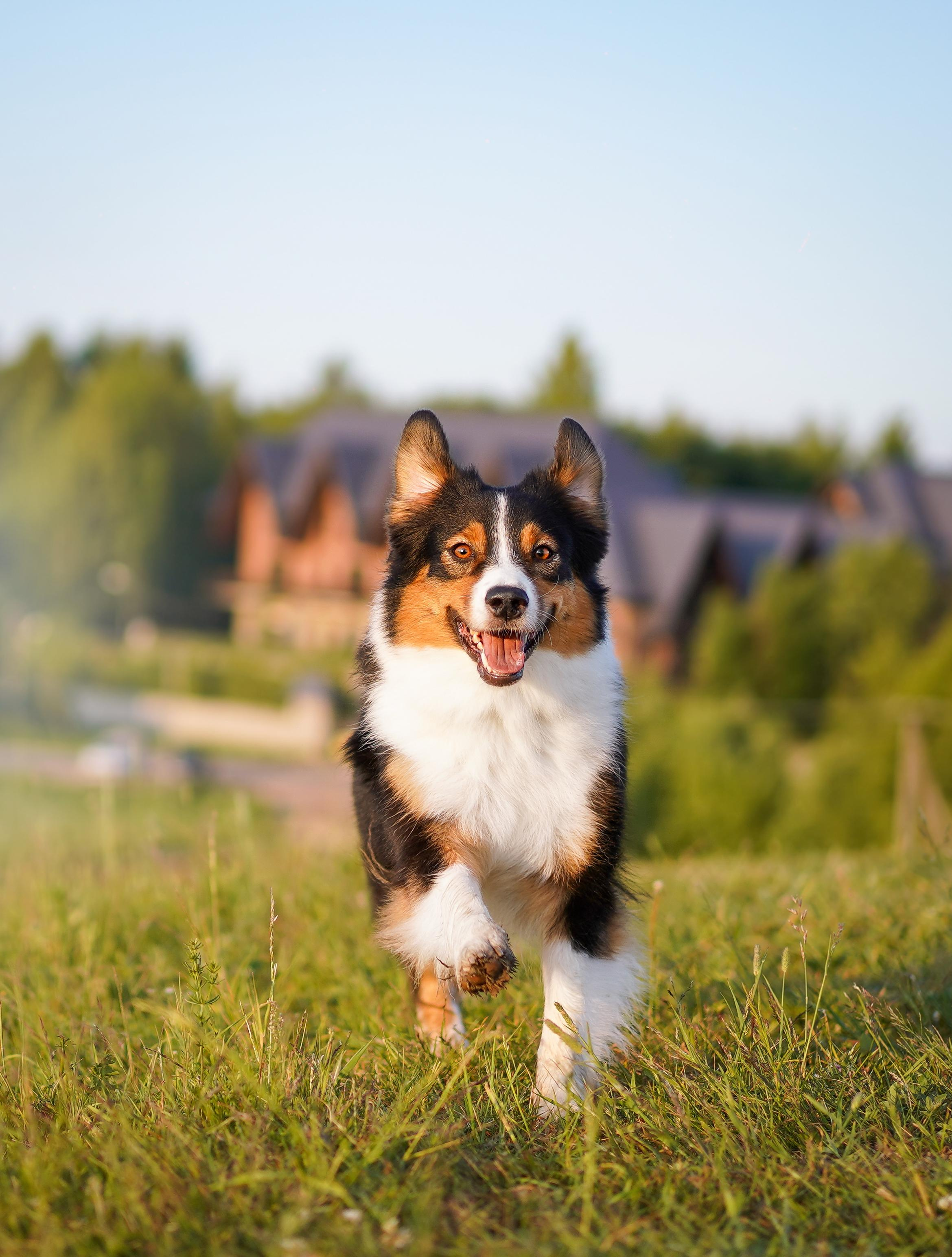 Кристина и Айла. Фотограф-анималист в Санкт-Петербурге Яна Мартынова