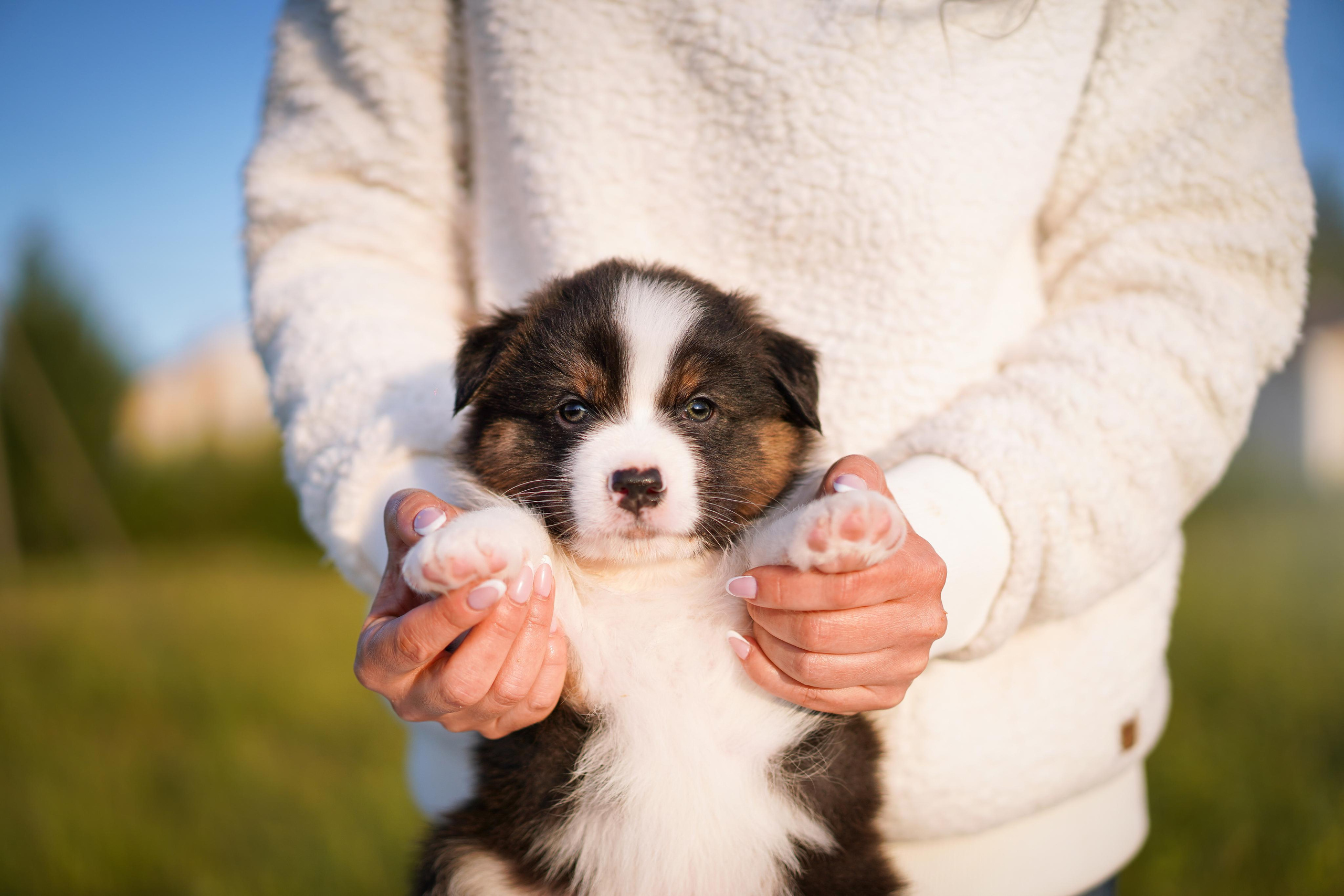Щенки аусси. Фотограф-анималист в Санкт-Петербурге Яна Мартынова