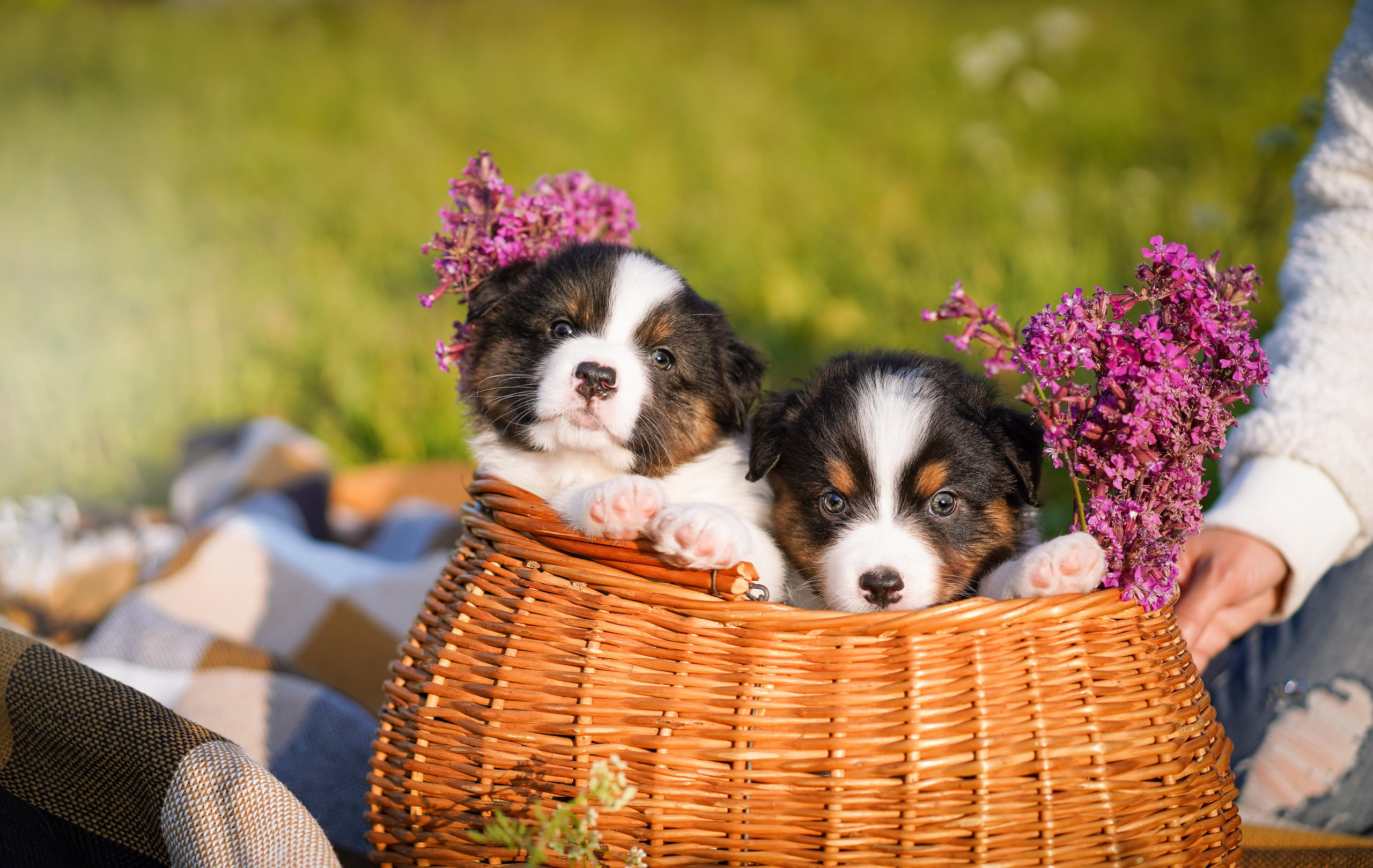 Щенки аусси. Фотограф-анималист в Санкт-Петербурге Яна Мартынова