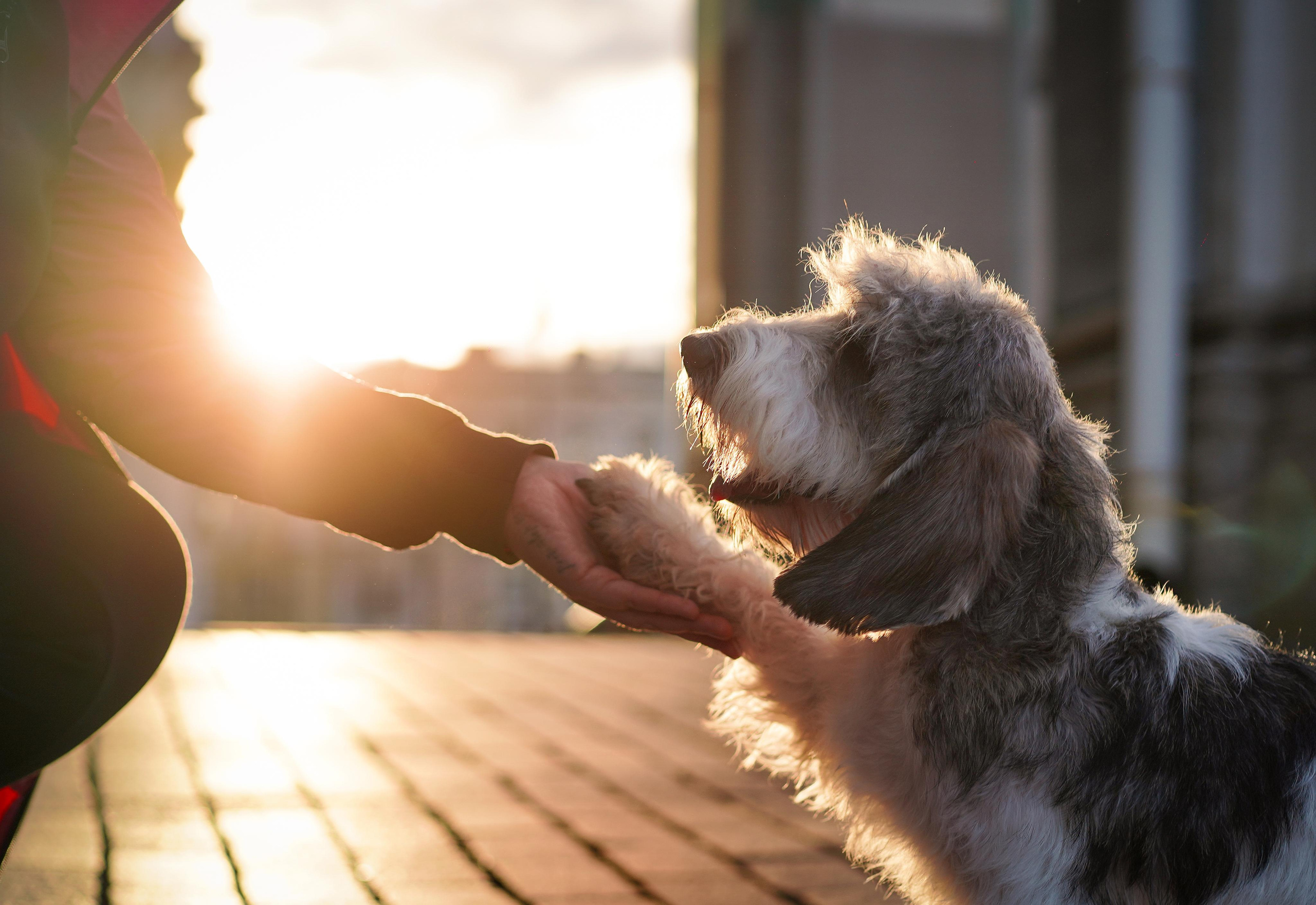 Мона центр. Фотограф-анималист в Санкт-Петербурге Яна Мартынова