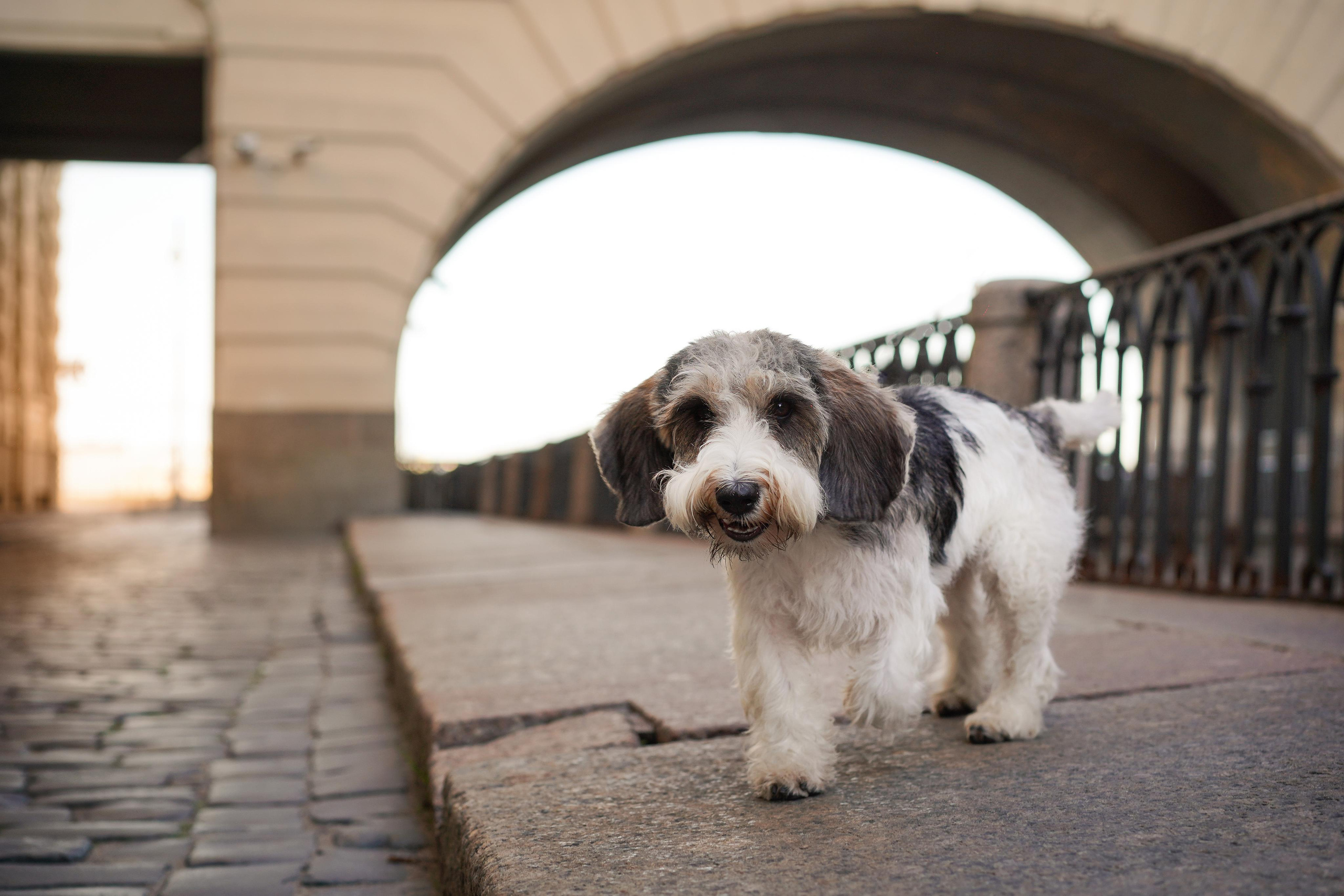 Мона центр. Фотограф-анималист в Санкт-Петербурге Яна Мартынова