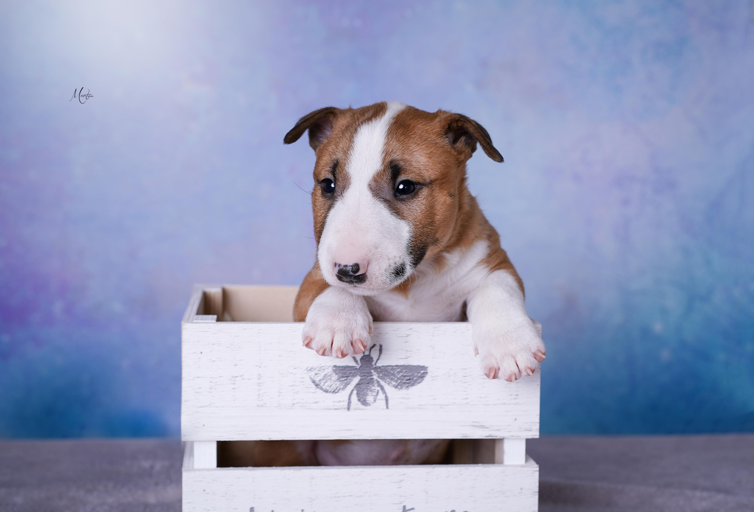 Щенки минибуля. Фотограф-анималист в Санкт-Петербурге Яна Мартынова