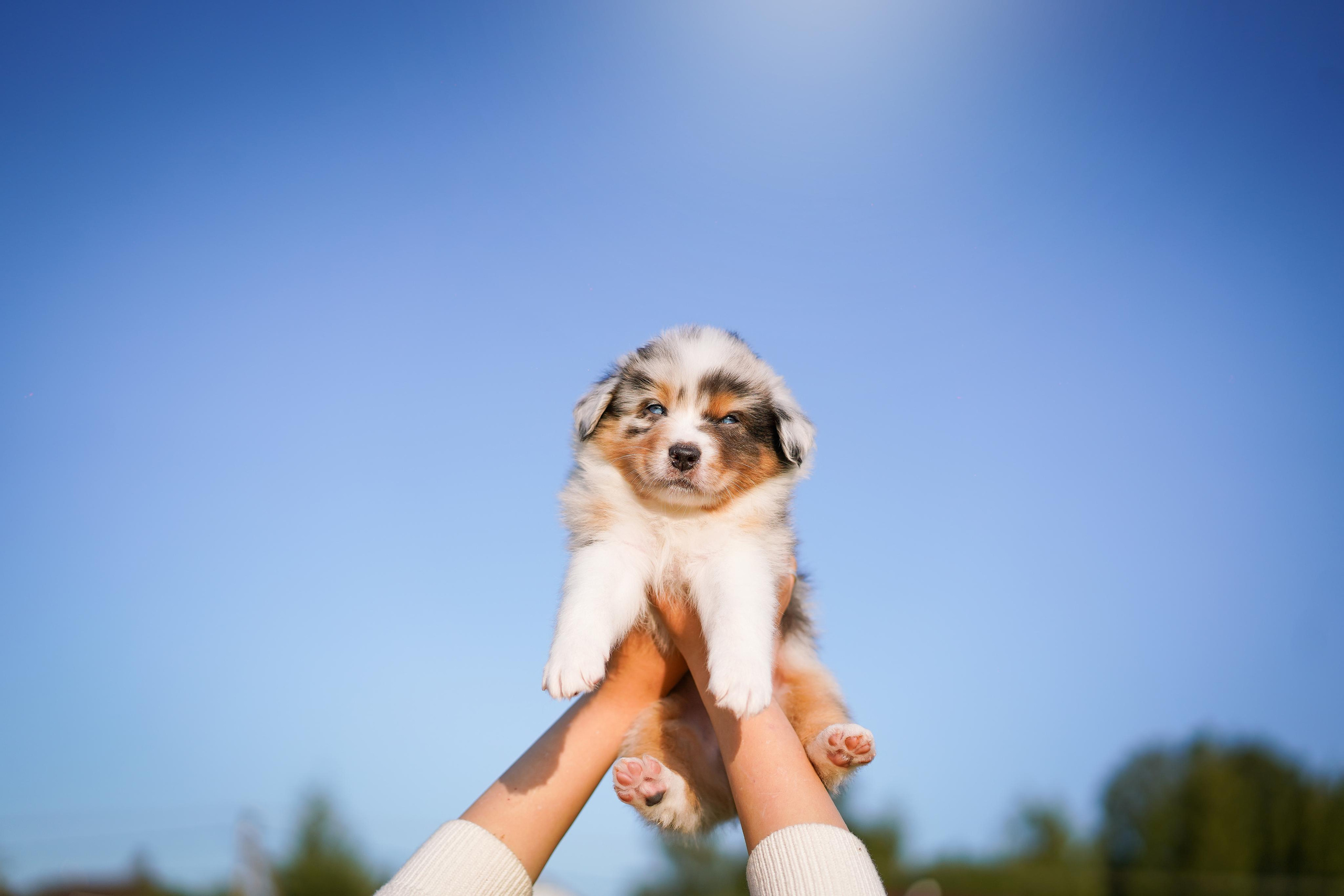 Щенки аусси. Фотограф-анималист в Санкт-Петербурге Яна Мартынова