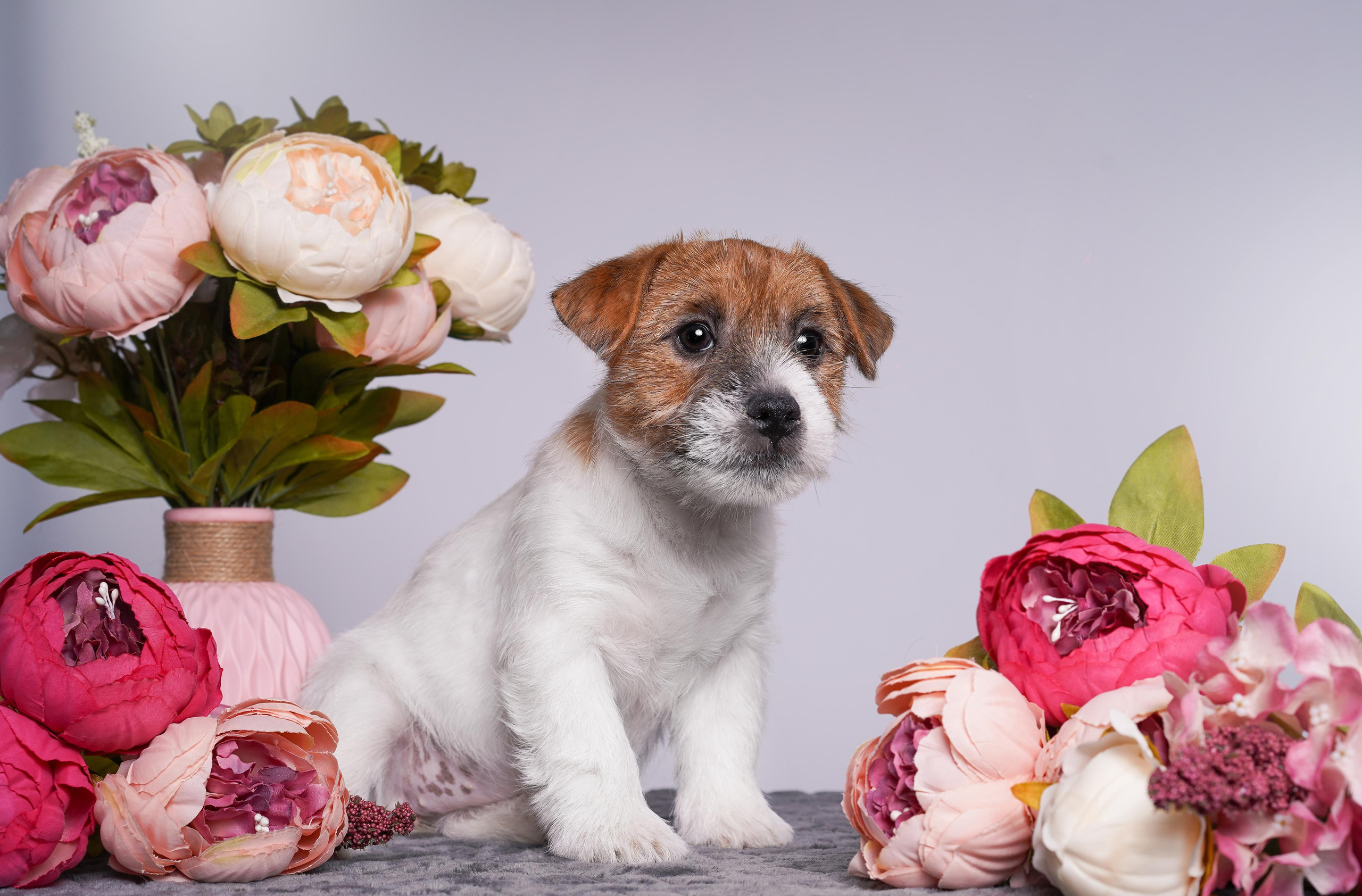 Щенки джек рассел терьера. Фотограф-анималист в Санкт-Петербурге Яна Мартынова