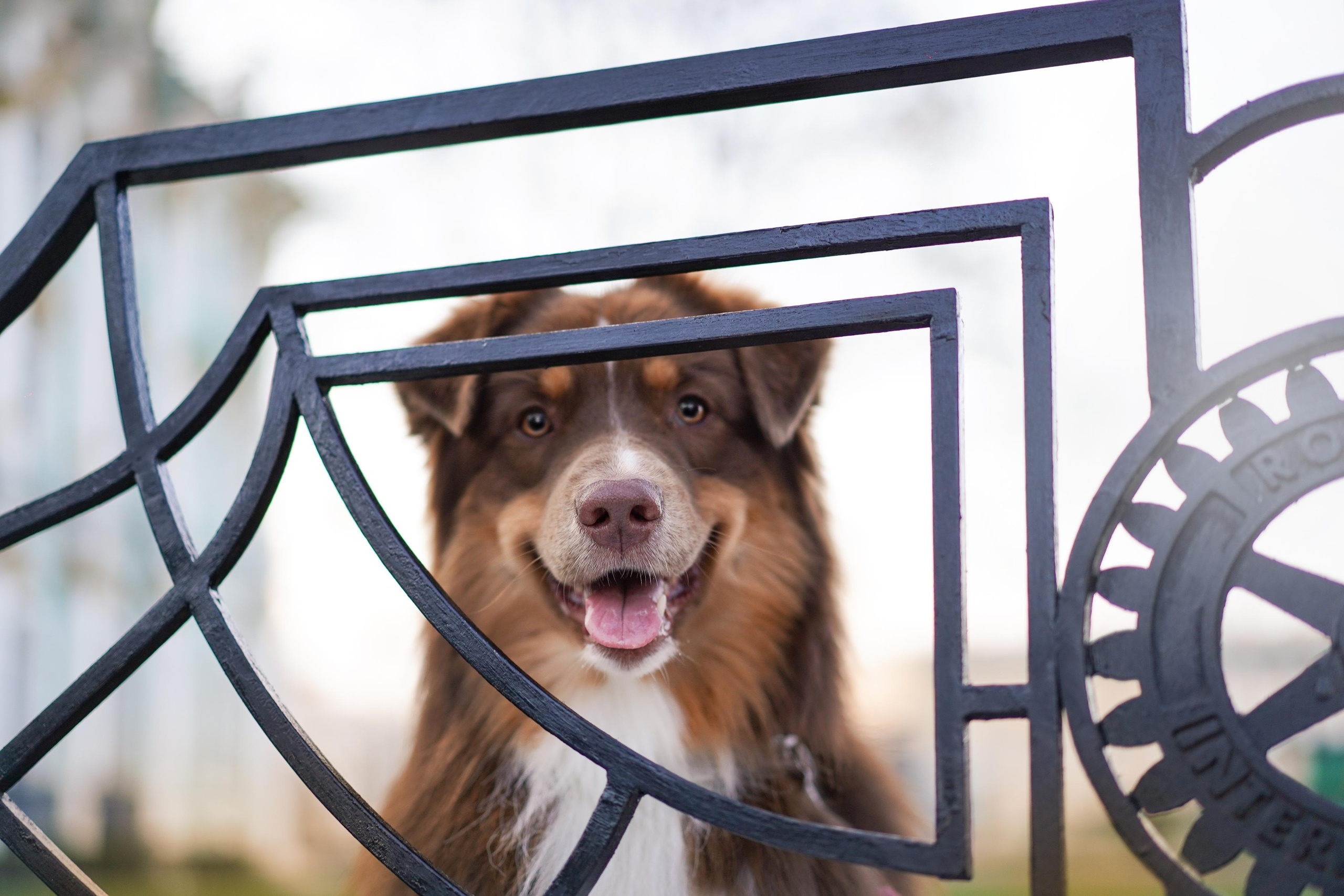 Кристина, Катя и аусси. Фотограф-анималист в Санкт-Петербурге Яна Мартынова