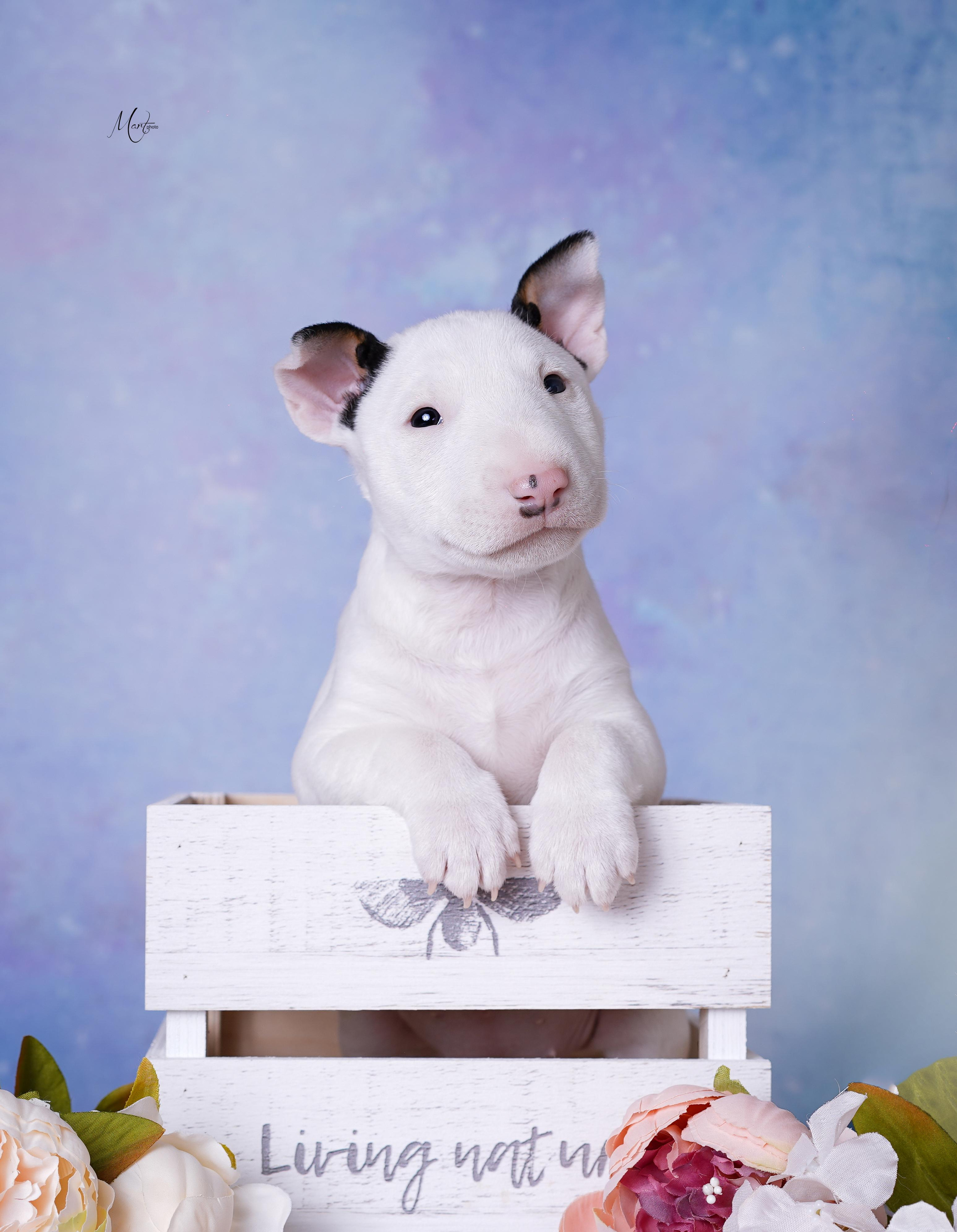 Щенки минибуля. Фотограф-анималист в Санкт-Петербурге Яна Мартынова