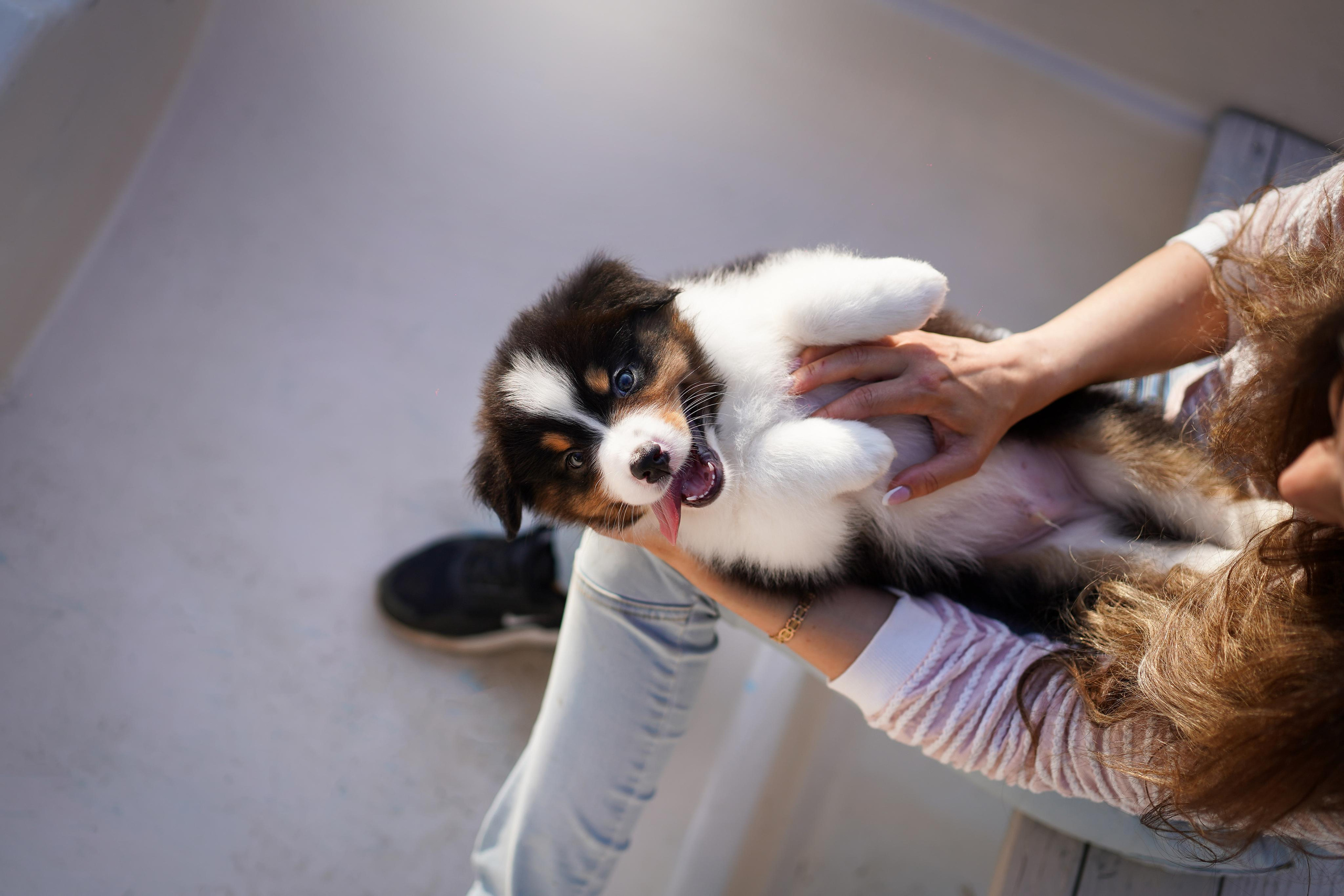 Щенки австралийской овчарки. Фотограф-анималист в Санкт-Петербурге Яна Мартынова