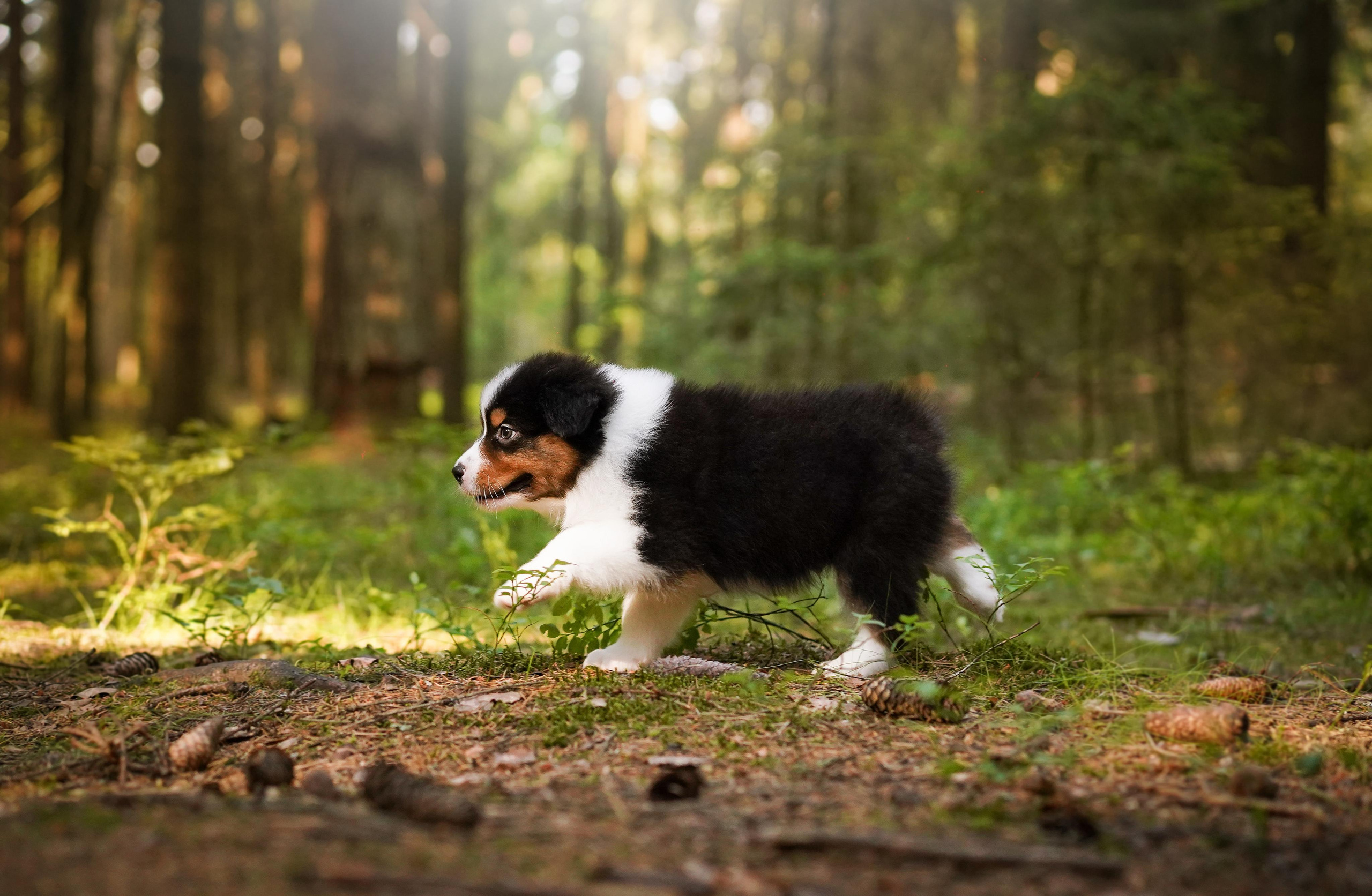 Щенки австралийской овчарки. Фотограф-анималист в Санкт-Петербурге Яна Мартынова