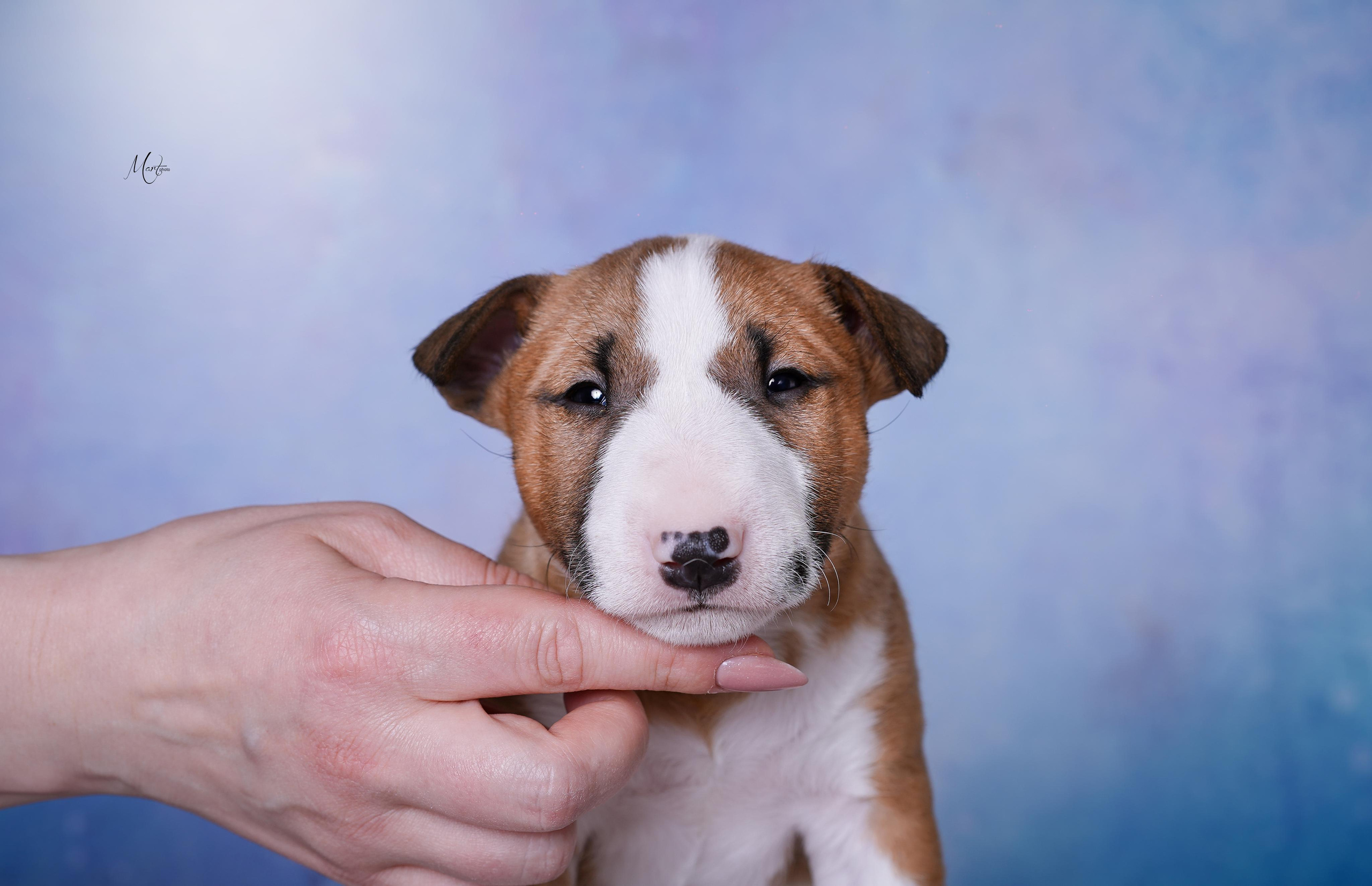Щенки минибуля. Фотограф-анималист в Санкт-Петербурге Яна Мартынова