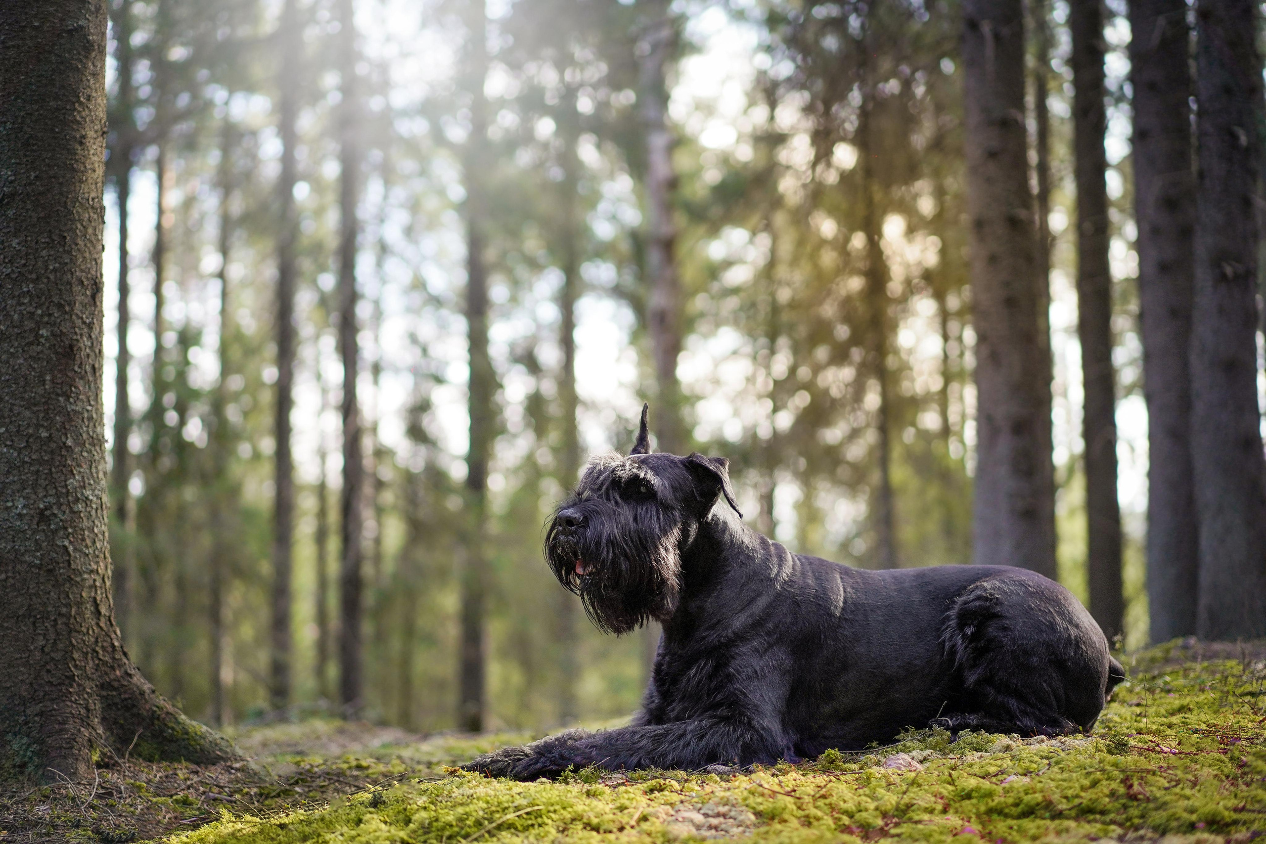 Оля и шнауцеры. Фотограф-анималист в Санкт-Петербурге Яна Мартынова