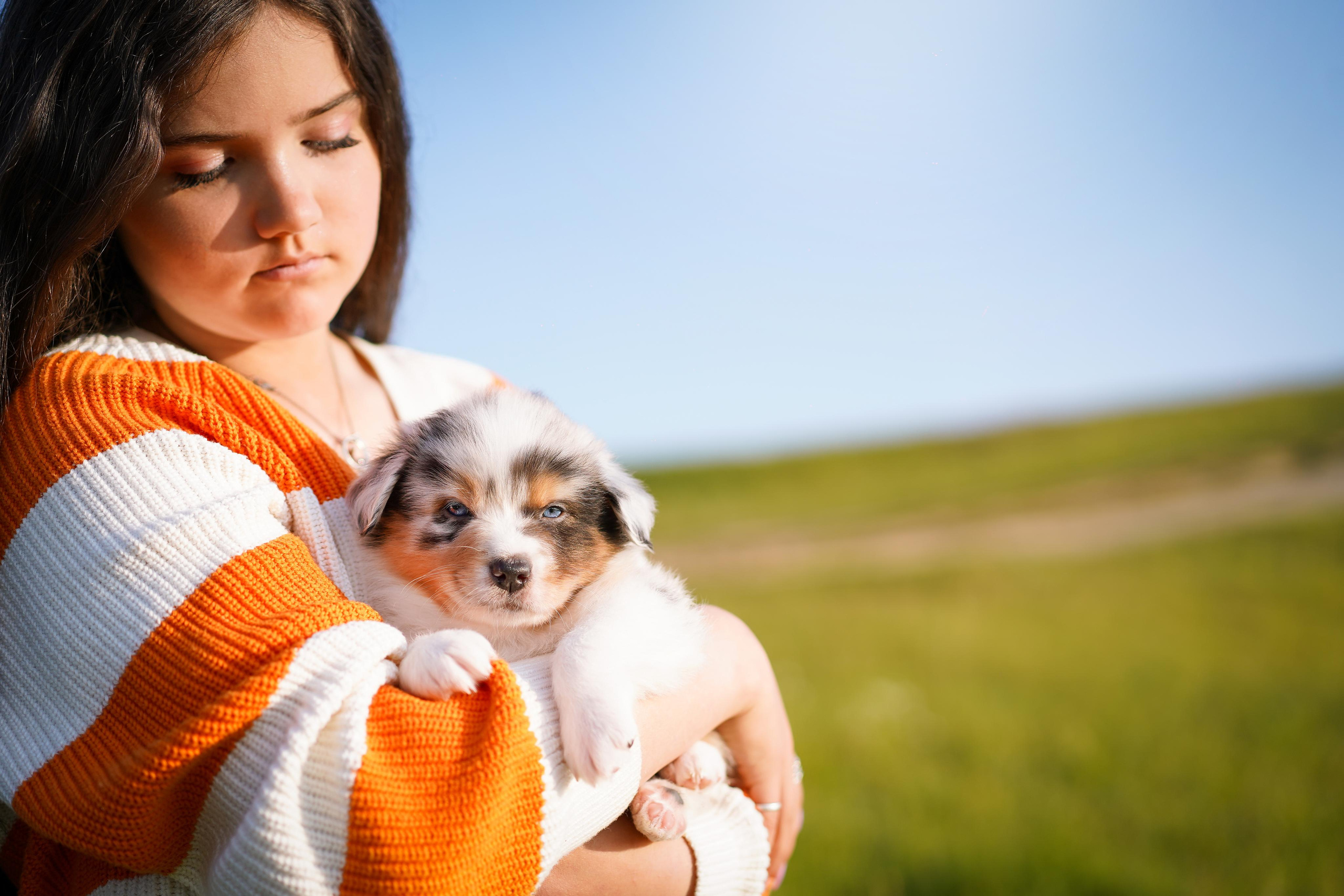 Щенки аусси. Фотограф-анималист в Санкт-Петербурге Яна Мартынова