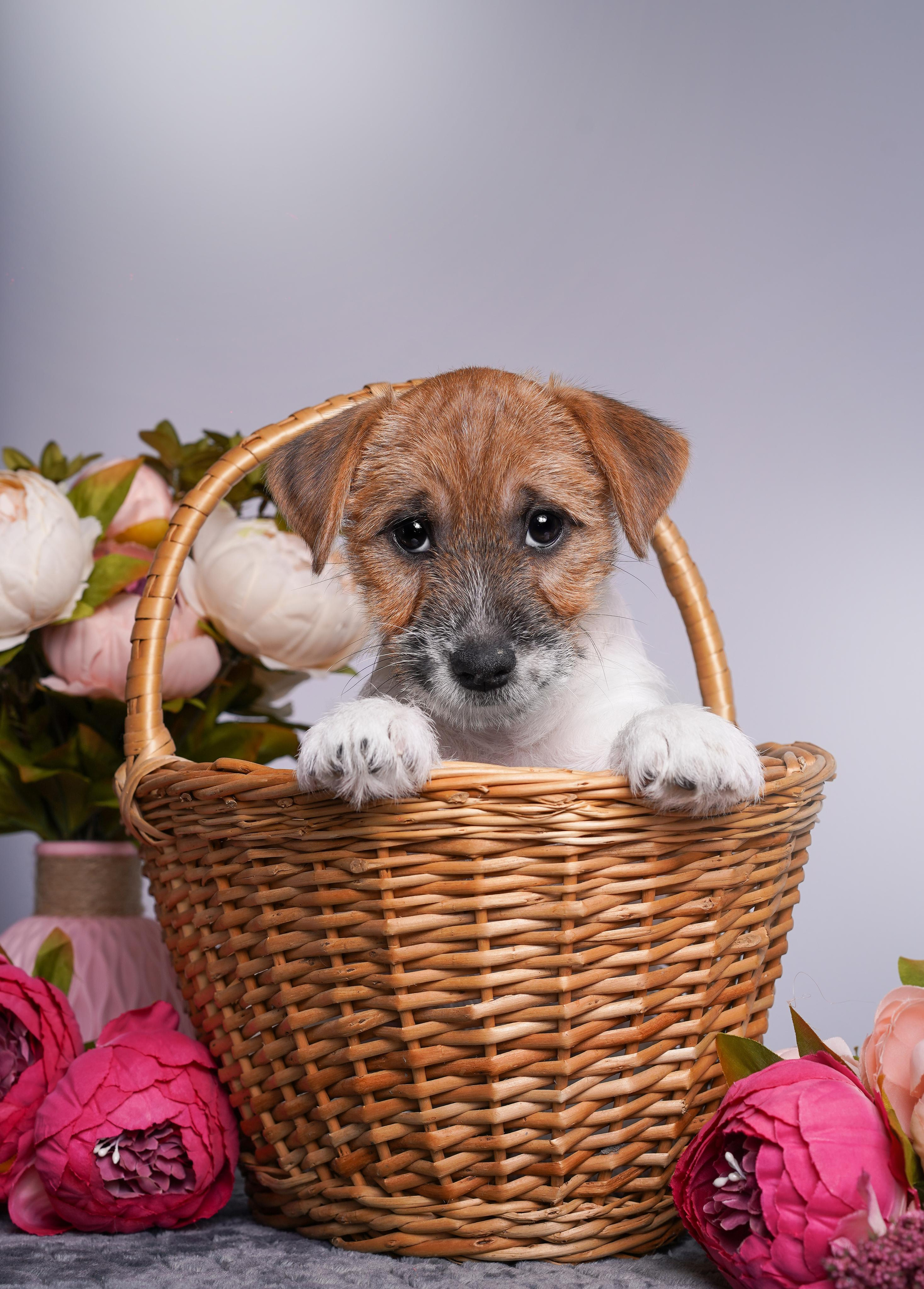 Щенки джек рассел терьера. Фотограф-анималист в Санкт-Петербурге Яна Мартынова