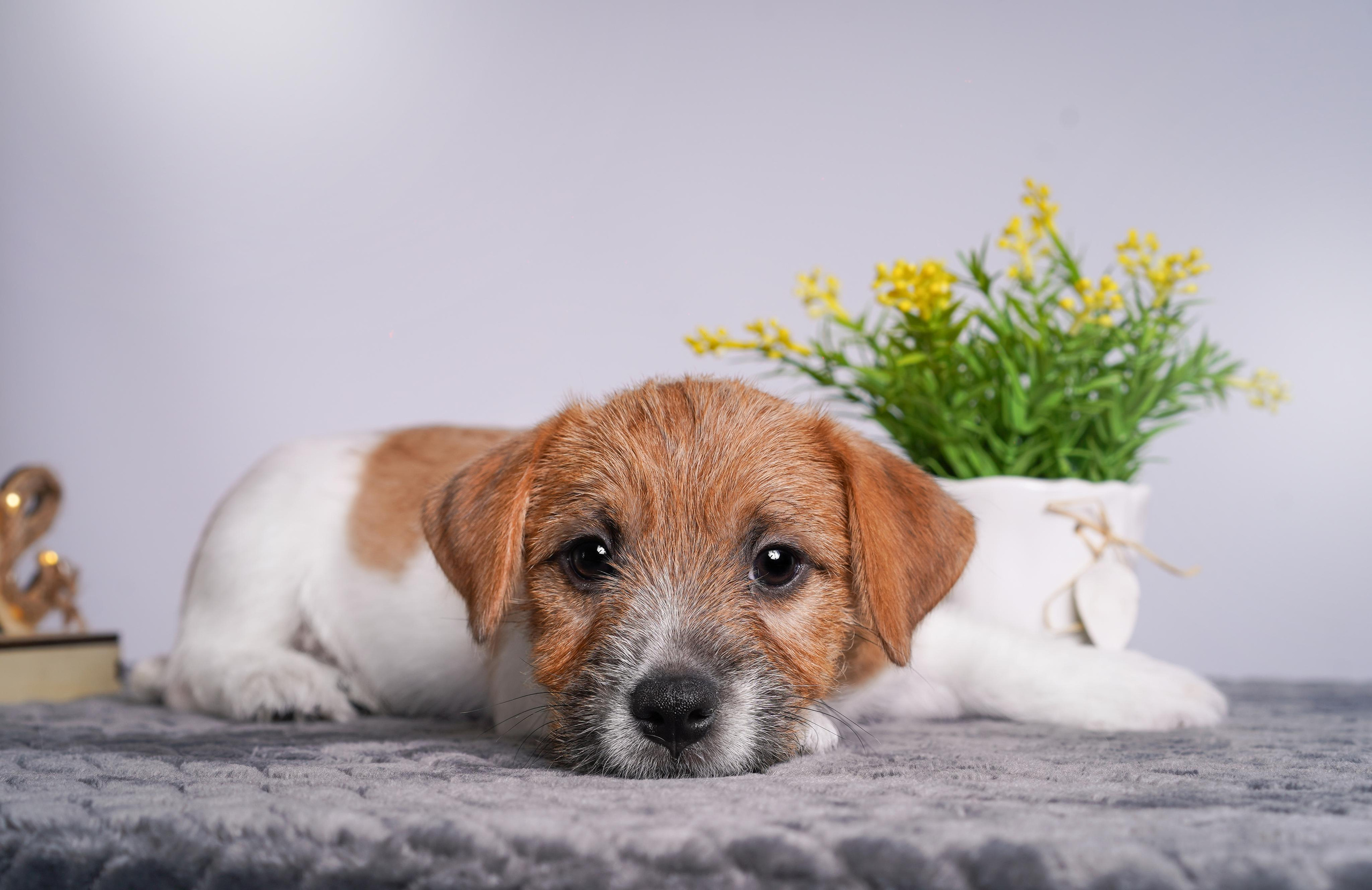 Щенки джек рассел терьера. Фотограф-анималист в Санкт-Петербурге Яна Мартынова