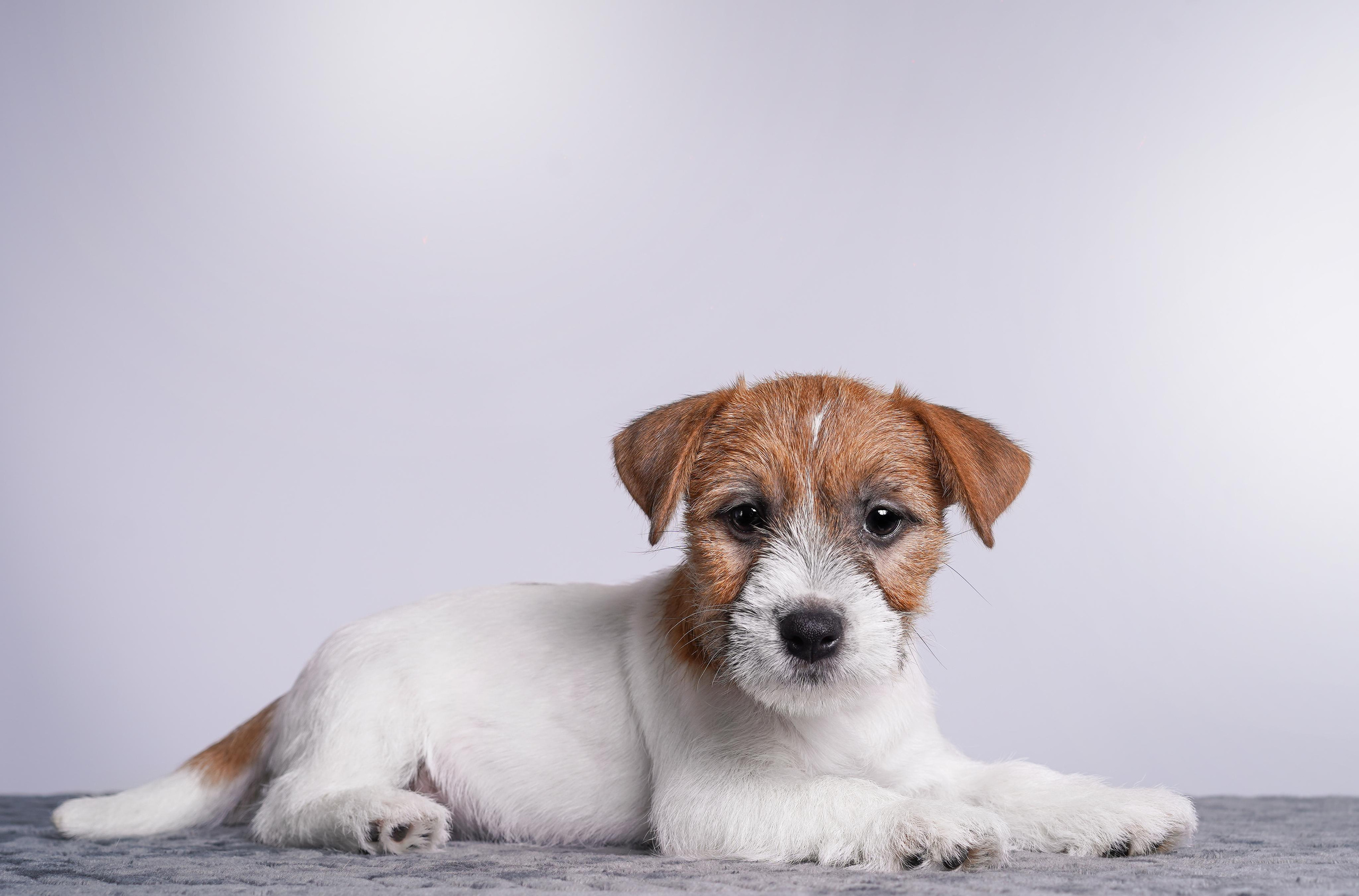 Щенки джек рассел терьера. Фотограф-анималист в Санкт-Петербурге Яна Мартынова