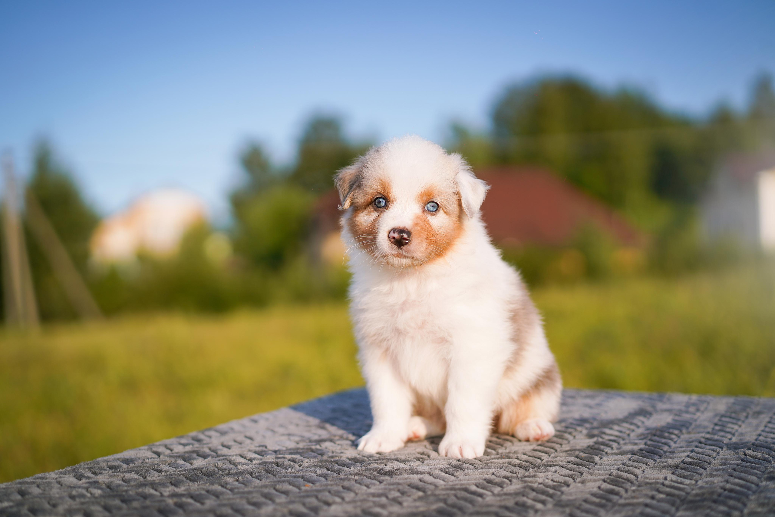 Щенки аусси. Фотограф-анималист в Санкт-Петербурге Яна Мартынова