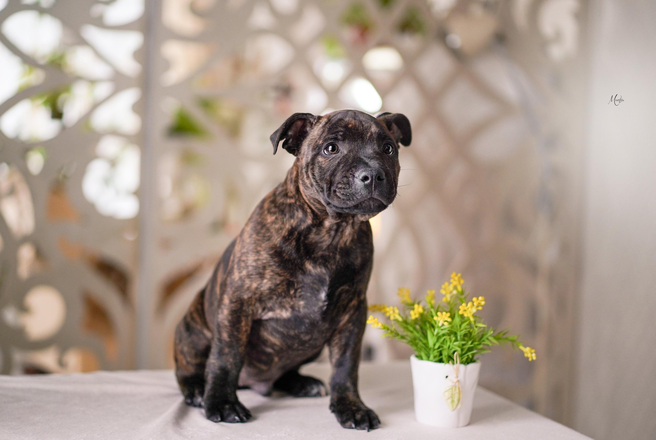 Щенки стаффбуля. Фотограф-анималист в Санкт-Петербурге Яна Мартынова