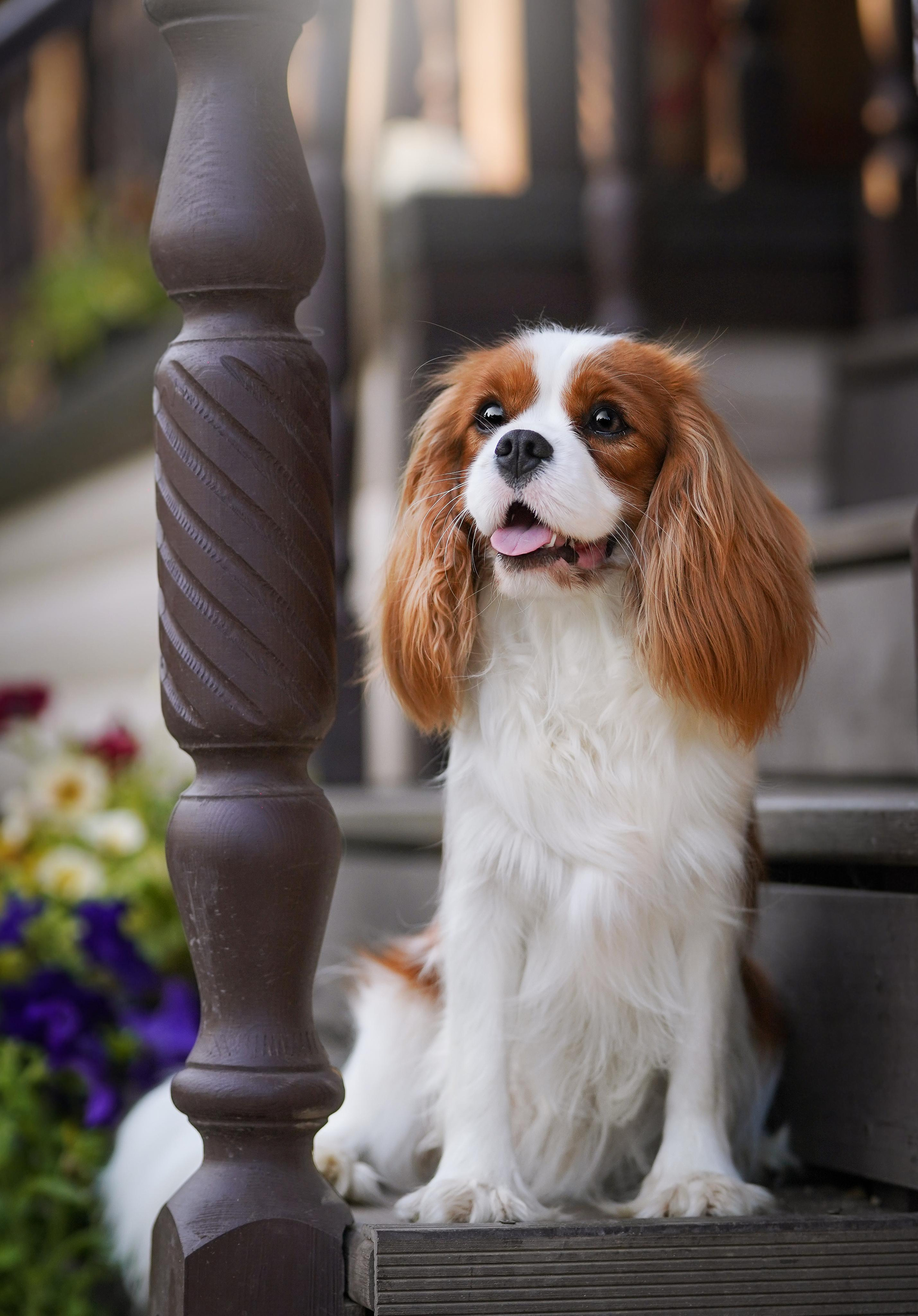 Злата, Луна, Сима и ребята. Фотограф-анималист в Санкт-Петербурге Яна Мартынова