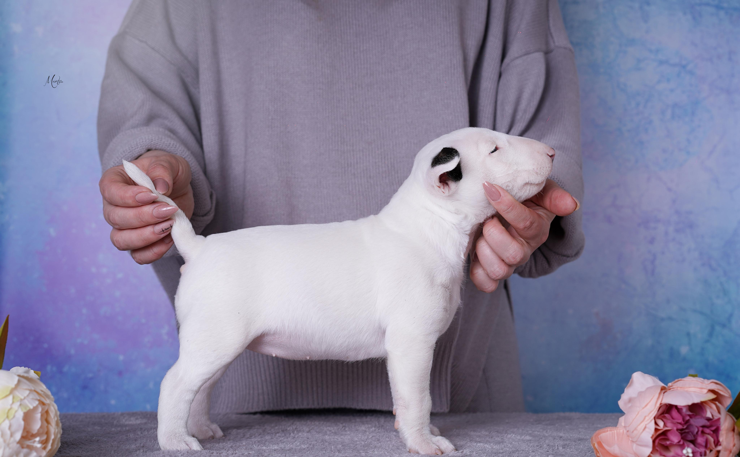Щенки минибуля. Фотограф-анималист в Санкт-Петербурге Яна Мартынова