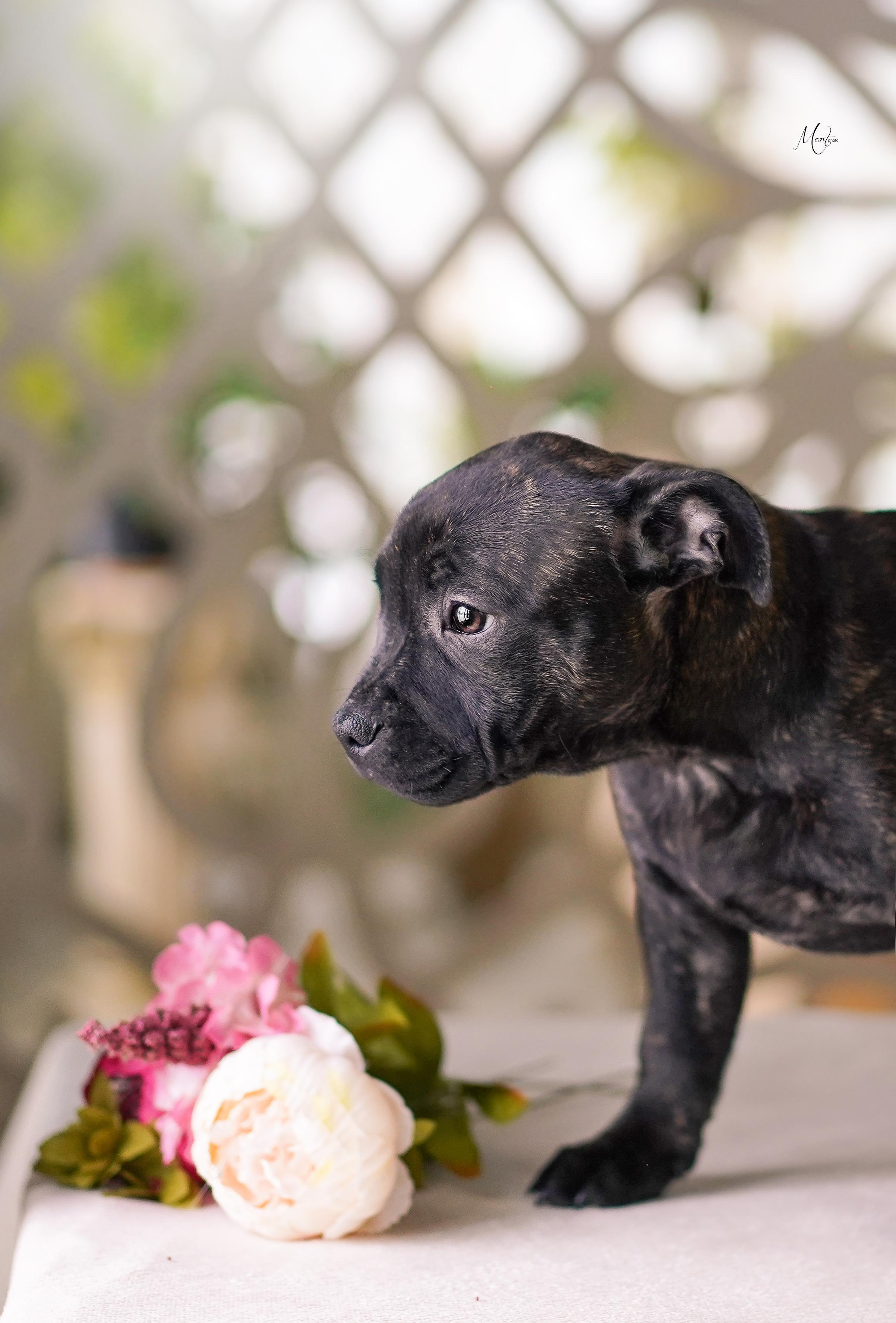 Щенки стаффбуля. Фотограф-анималист в Санкт-Петербурге Яна Мартынова