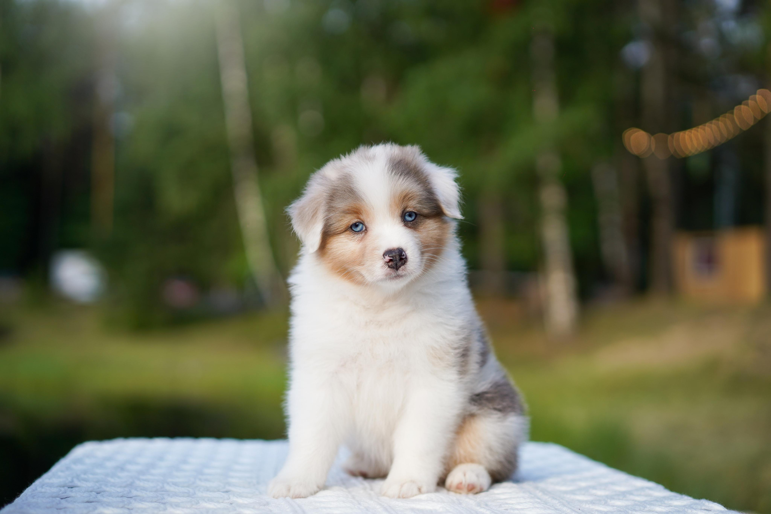 Щенки австралийской овчарки. Фотограф-анималист в Санкт-Петербурге Яна Мартынова