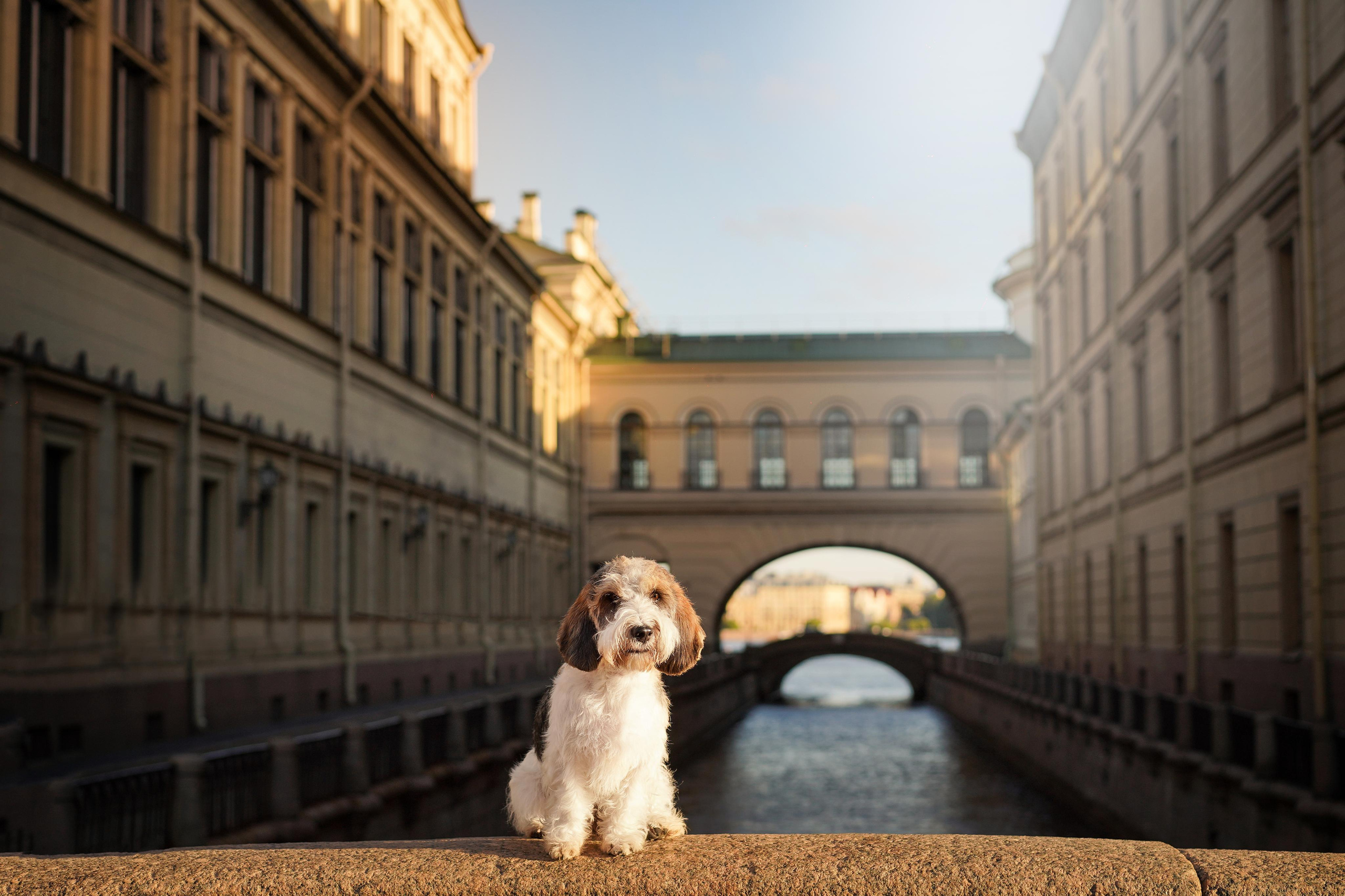 Мона центр. Фотограф-анималист в Санкт-Петербурге Яна Мартынова