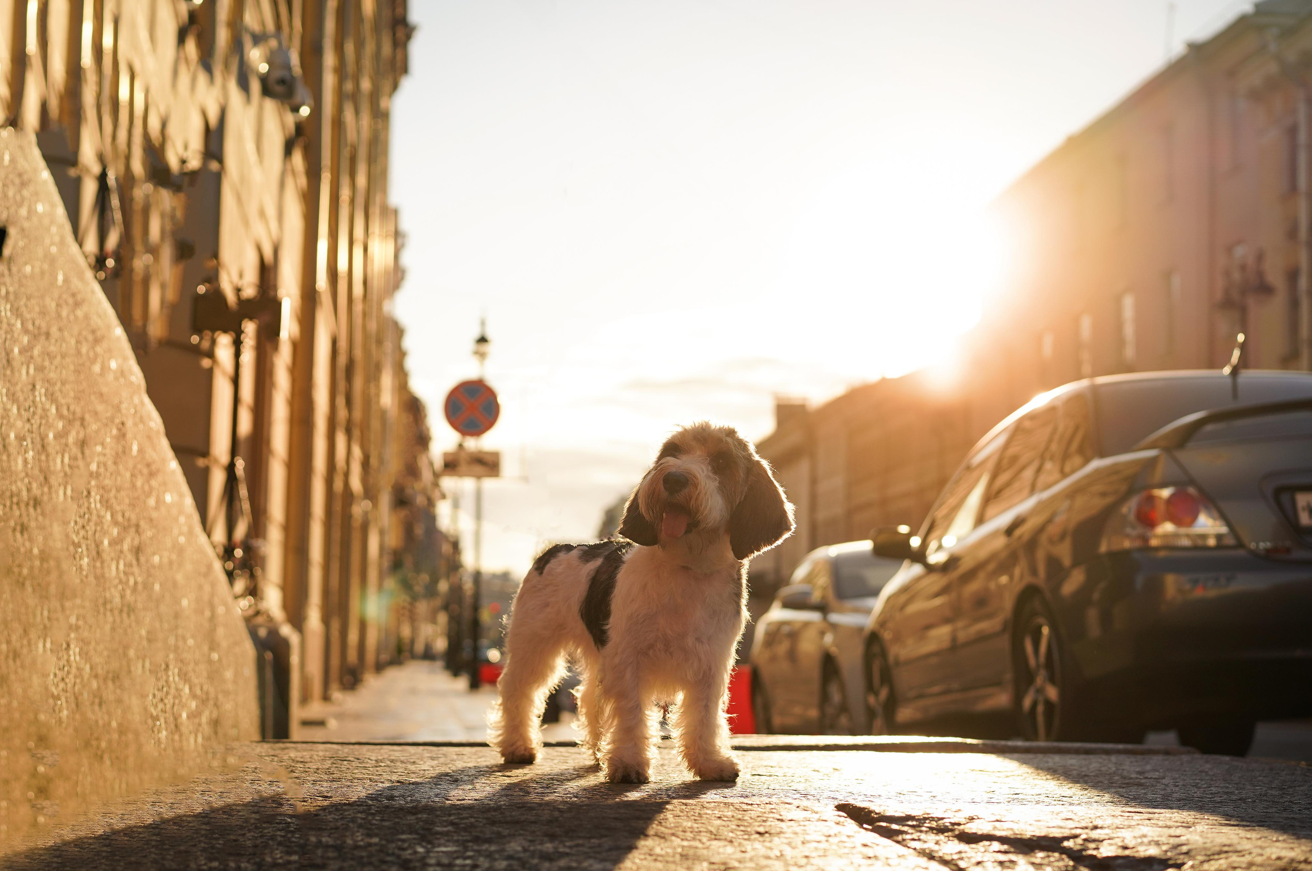 Мона центр. Фотограф-анималист в Санкт-Петербурге Яна Мартынова