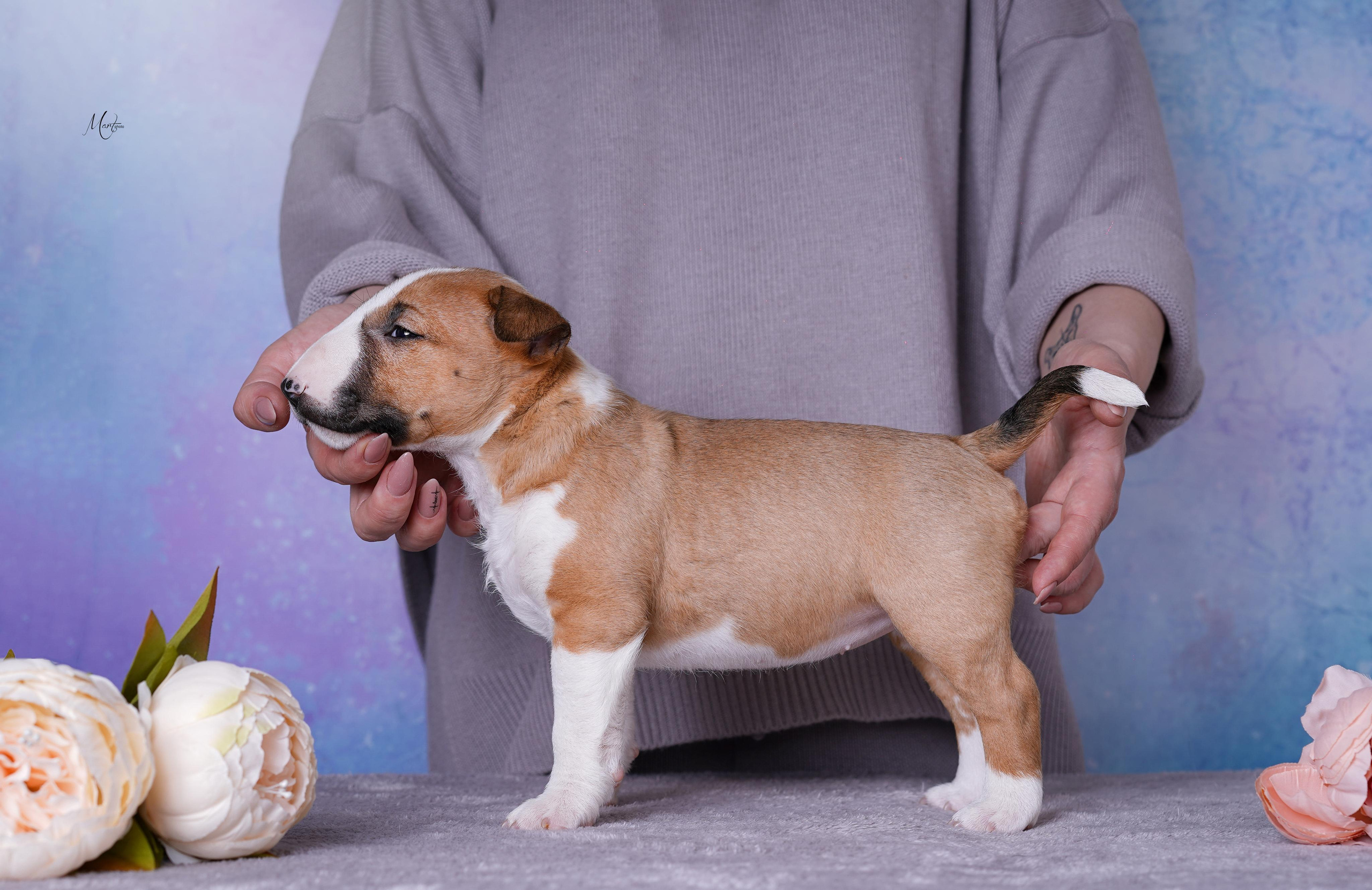 Щенки минибуля. Фотограф-анималист в Санкт-Петербурге Яна Мартынова