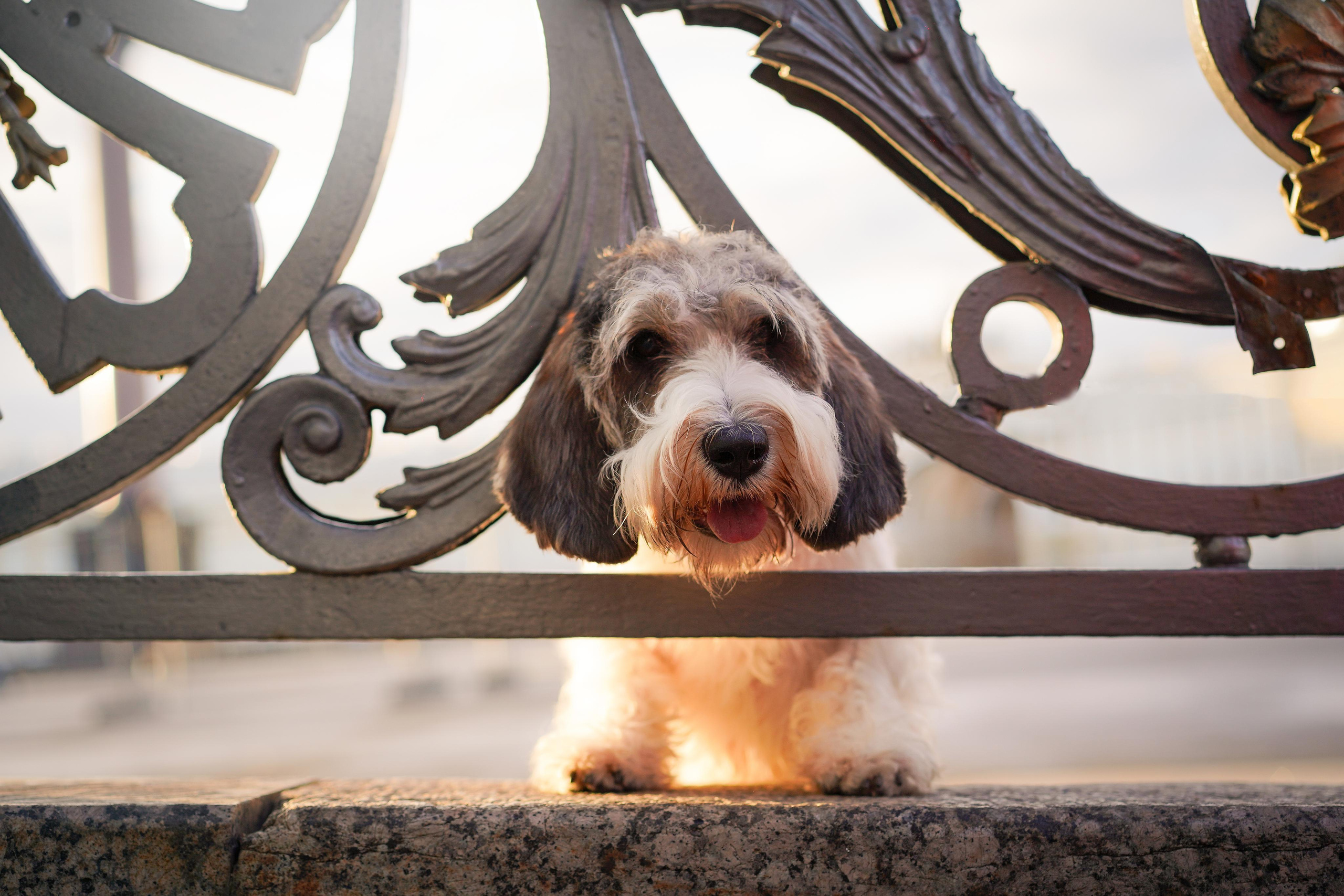 Мона центр. Фотограф-анималист в Санкт-Петербурге Яна Мартынова