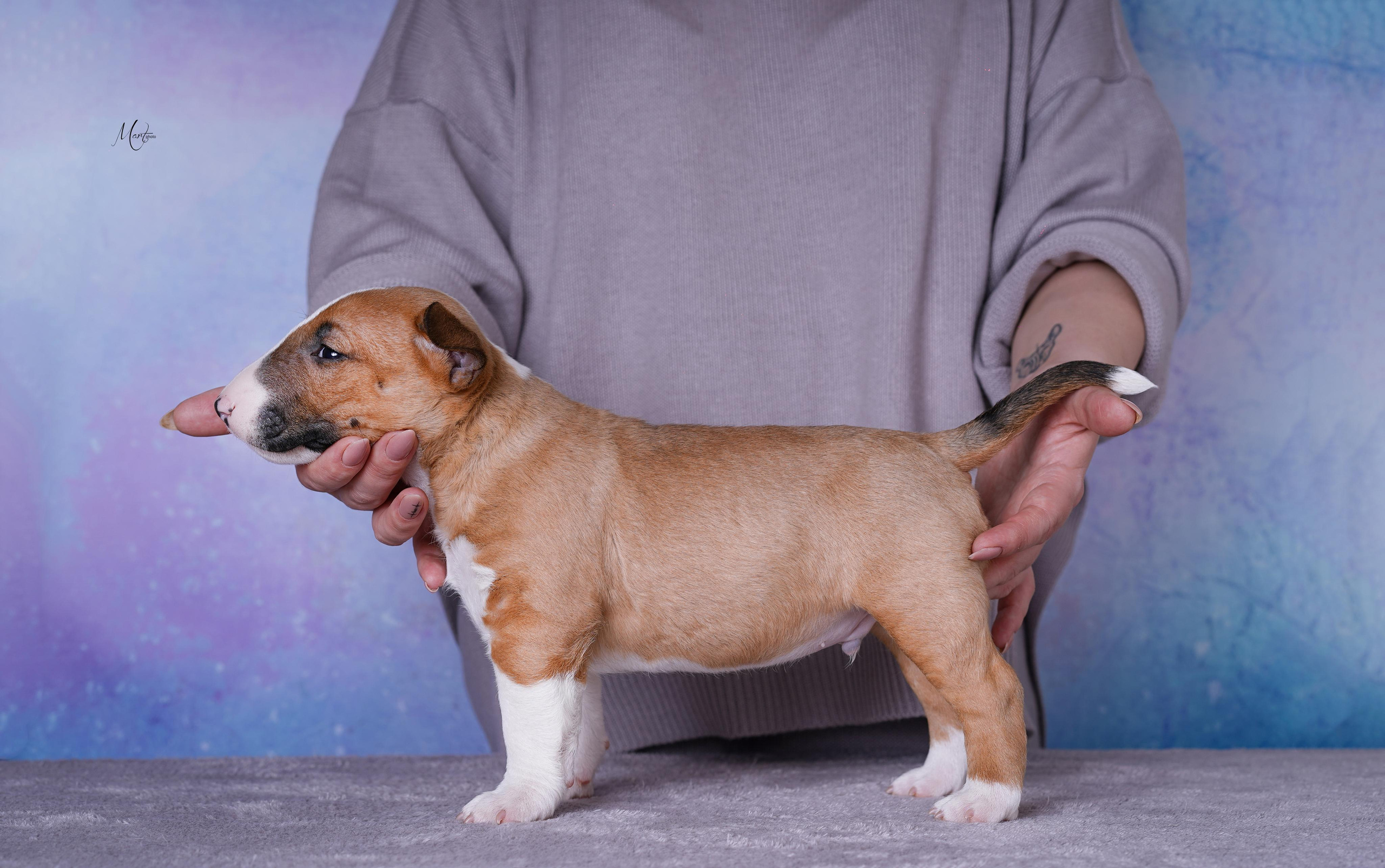 Щенки минибуля. Фотограф-анималист в Санкт-Петербурге Яна Мартынова