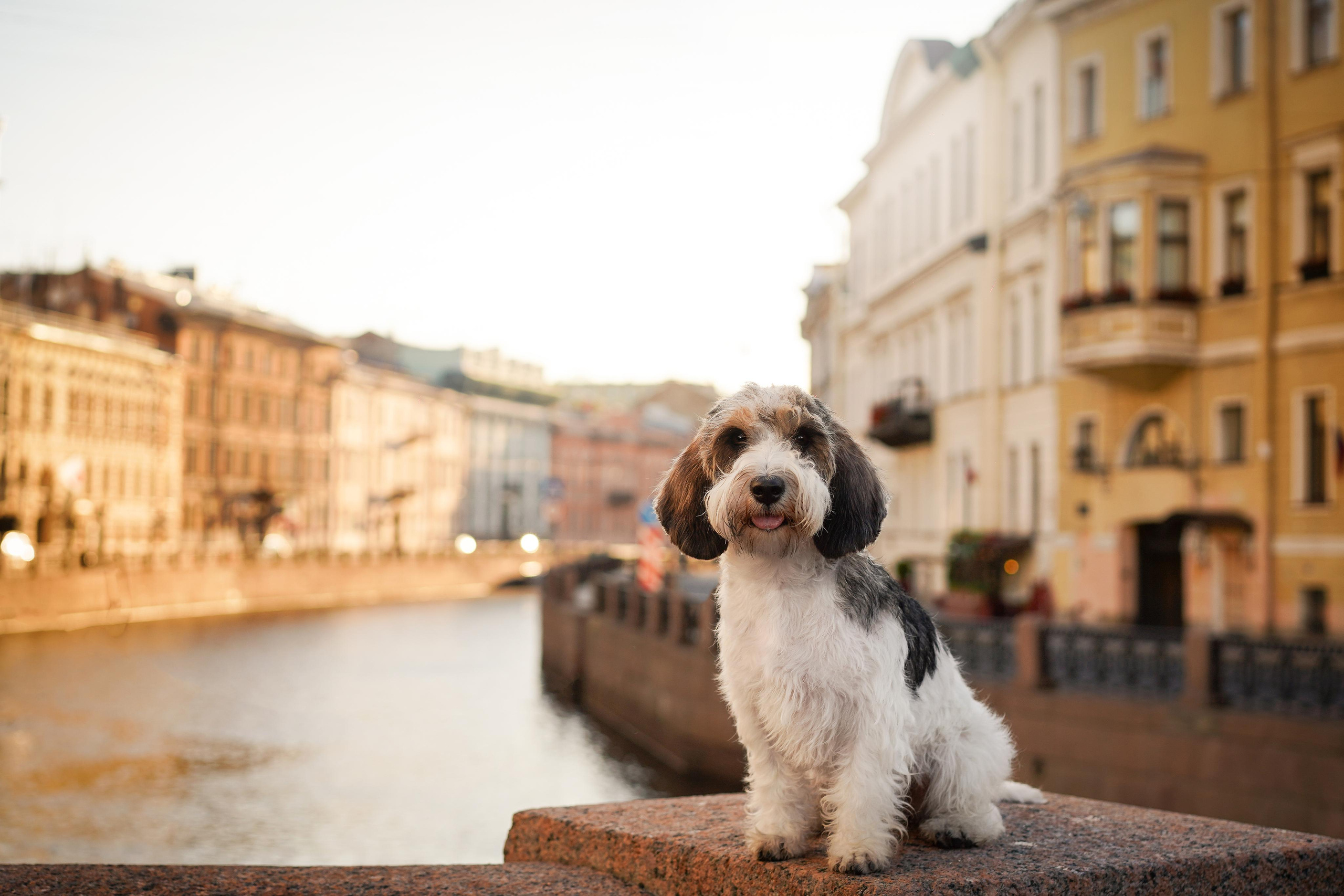 Мона центр. Фотограф-анималист в Санкт-Петербурге Яна Мартынова